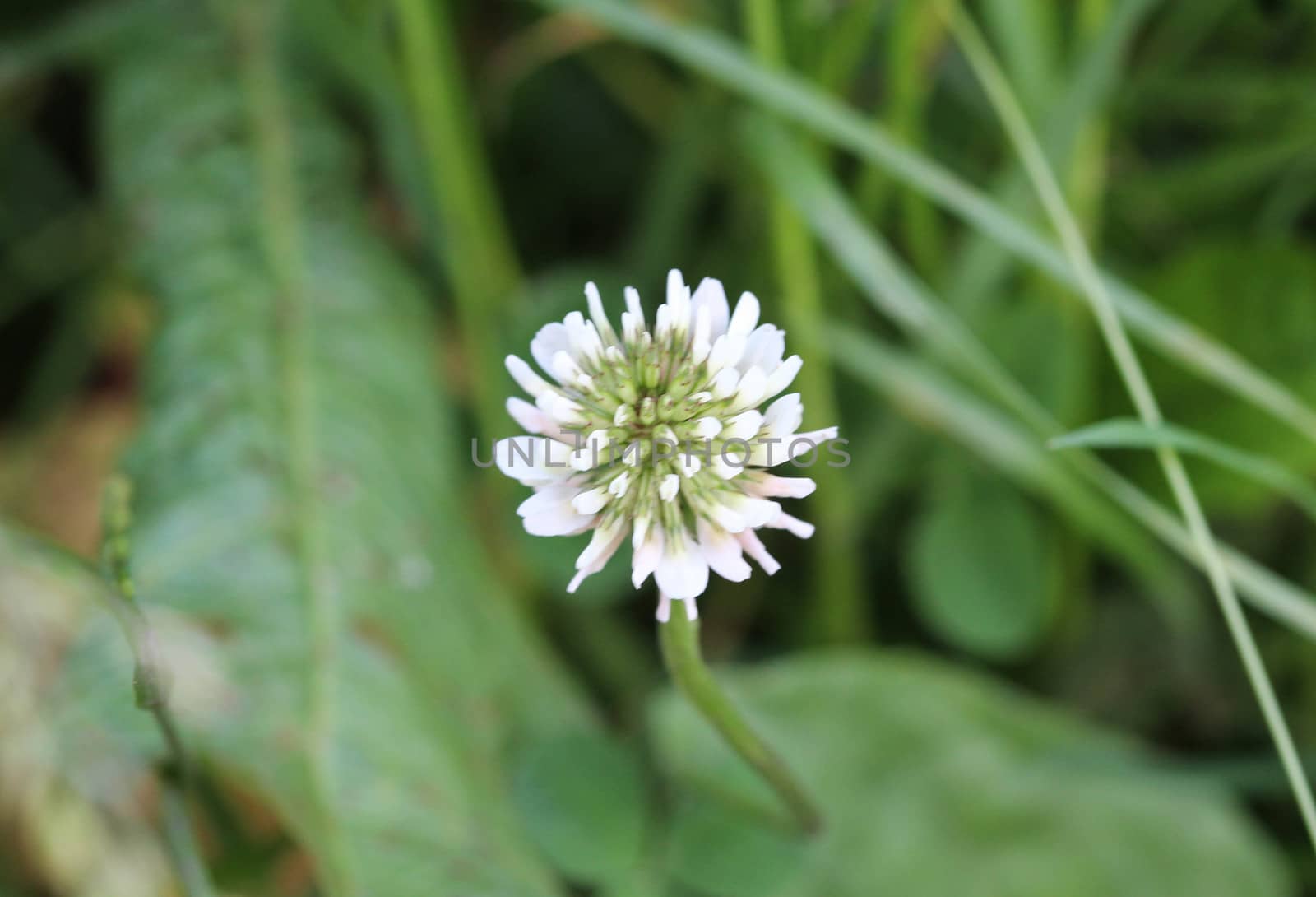 close up of Trifolium repens, also know as the white clover, Dutch clover, Ladino clover, or Ladino, blooming in spring