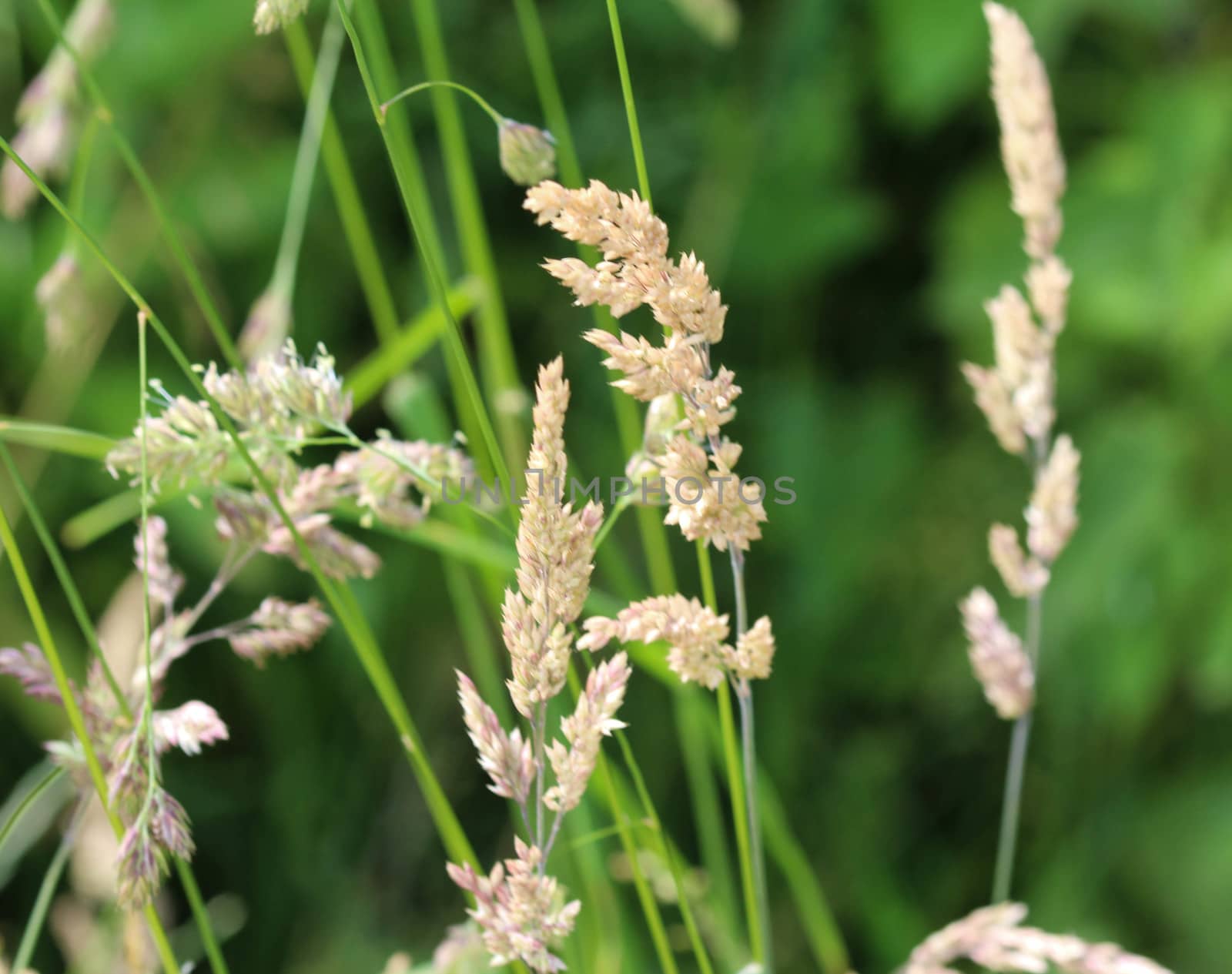 close up of cock's foot grass