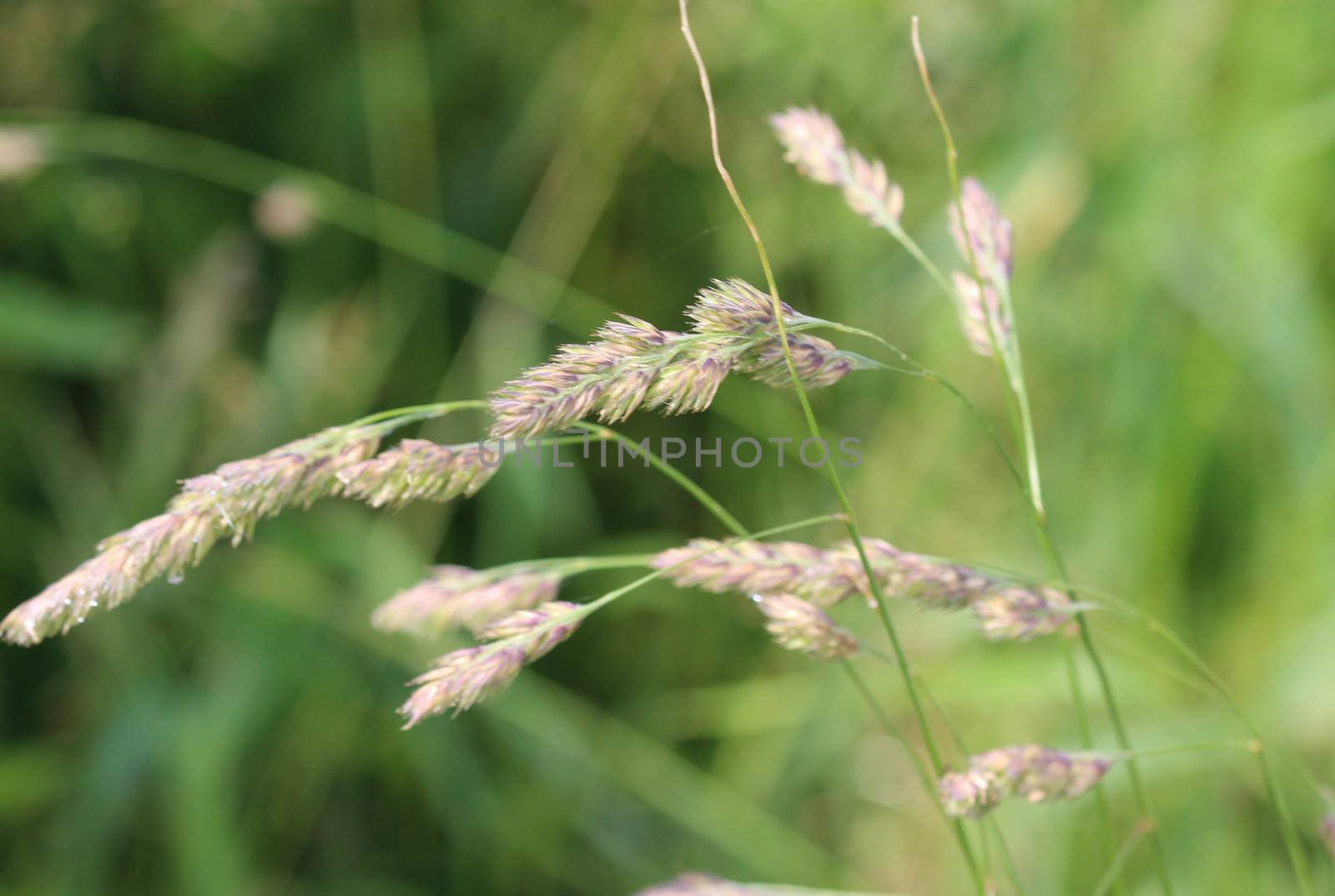 close up of cock's foot grass