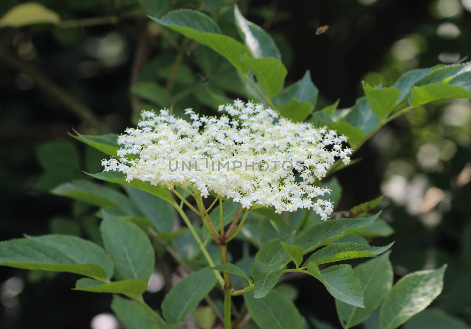 close up of Sambucus flower bush, also known as elder, elderberry, black elder, European elder, European elderberry and European black elderberry. Blooming during spring