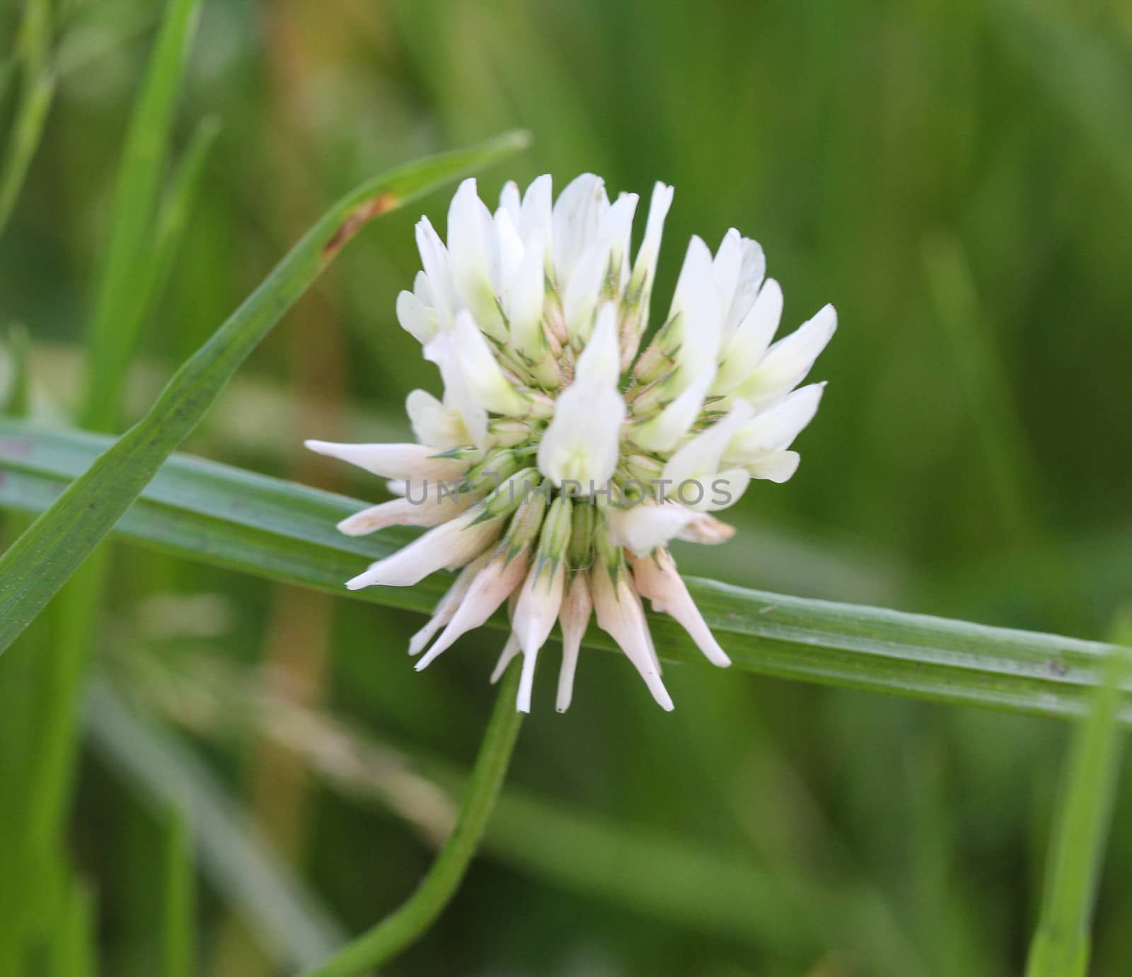 close up of Trifolium repens, also know as the white clover, Dutch clover, Ladino clover, or Ladino, blooming in spring