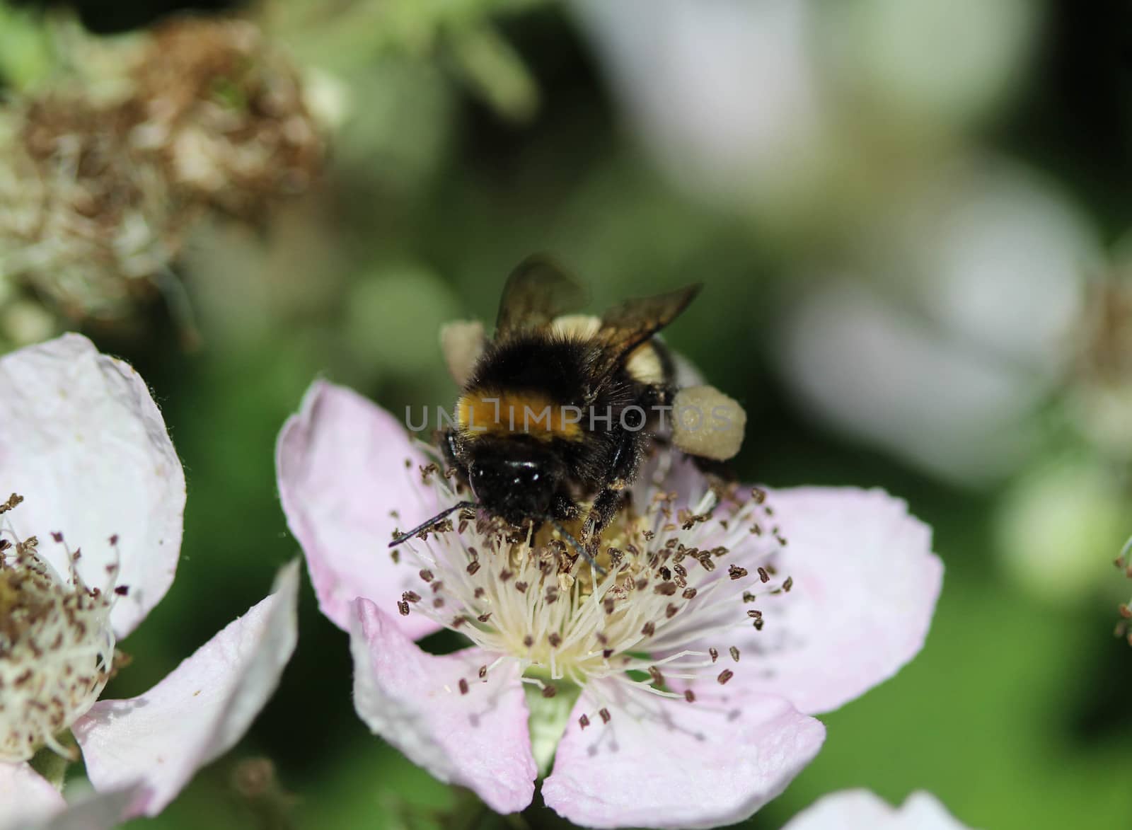 close up of buff tailed bumblebee in garden