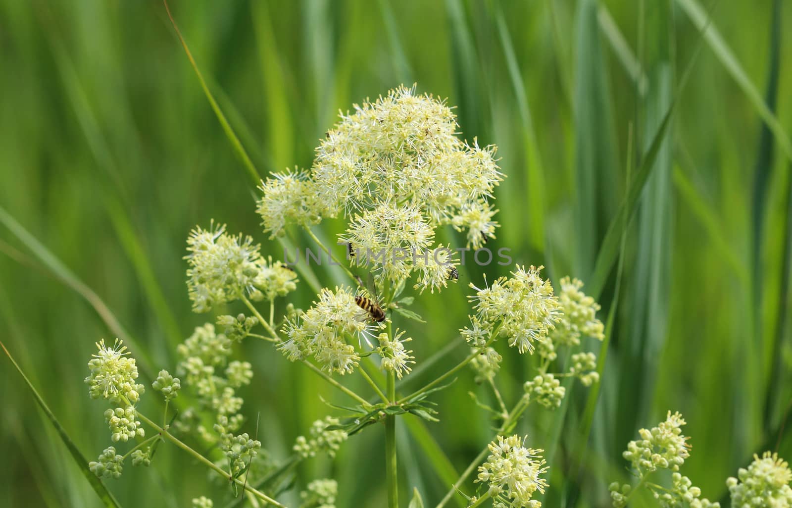 Close up of common meadow-rue blooming in the field