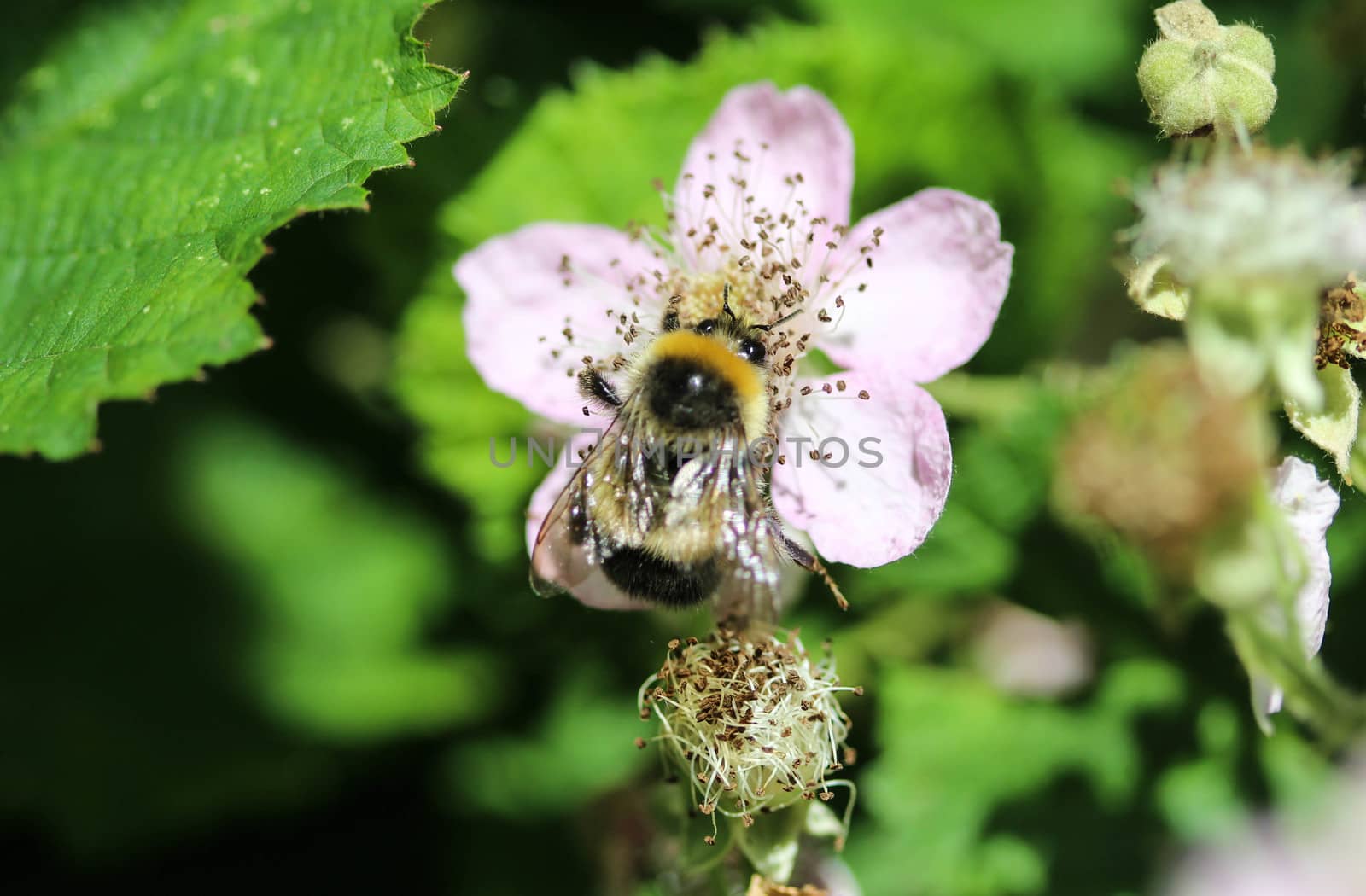 close up of buff tailed bumblebee in garden