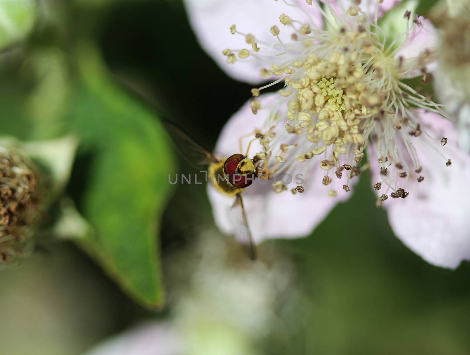 close up of Syrphus ribesii hoverfly