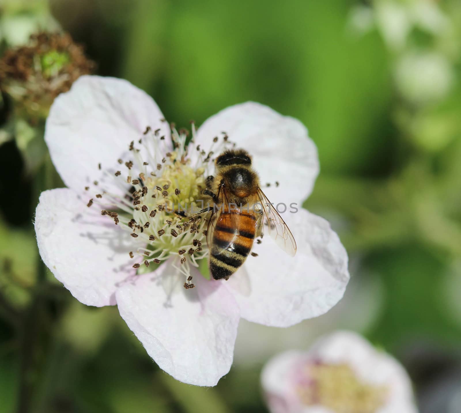 closeup of western honey bee