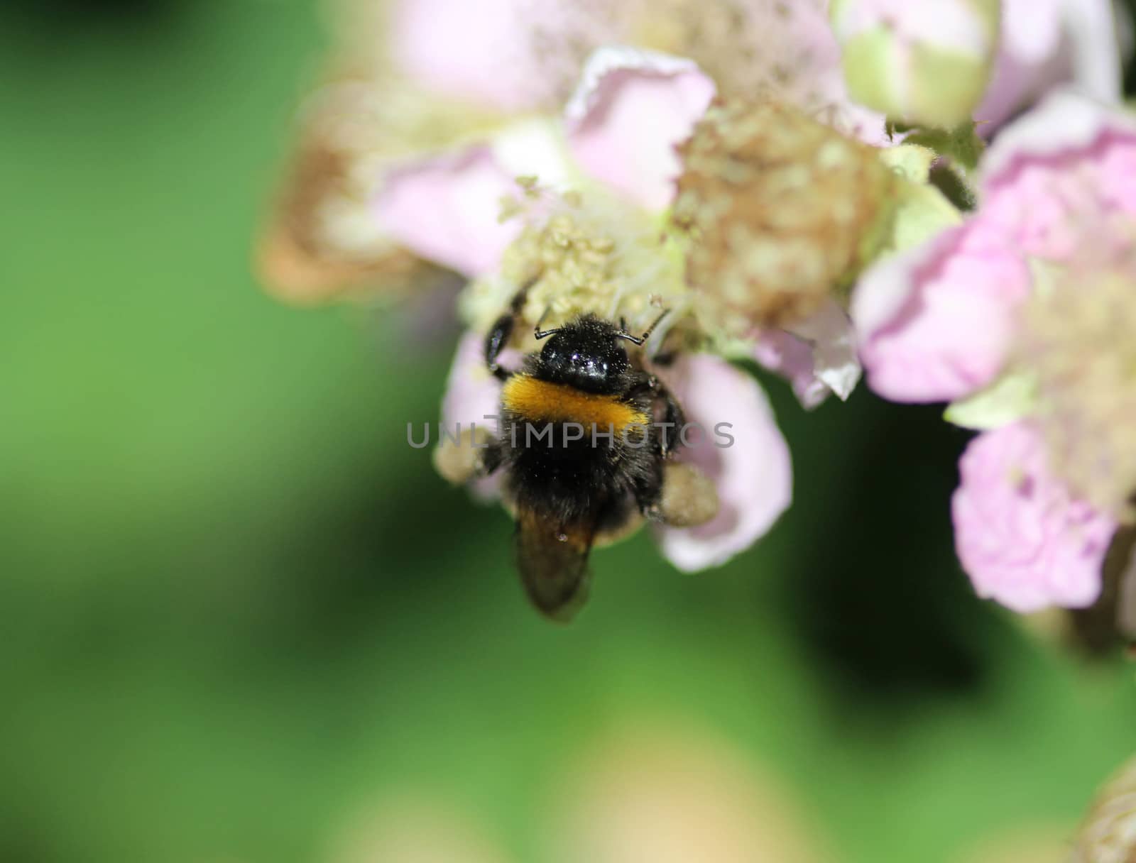close up of buff tailed bumblebee in garden