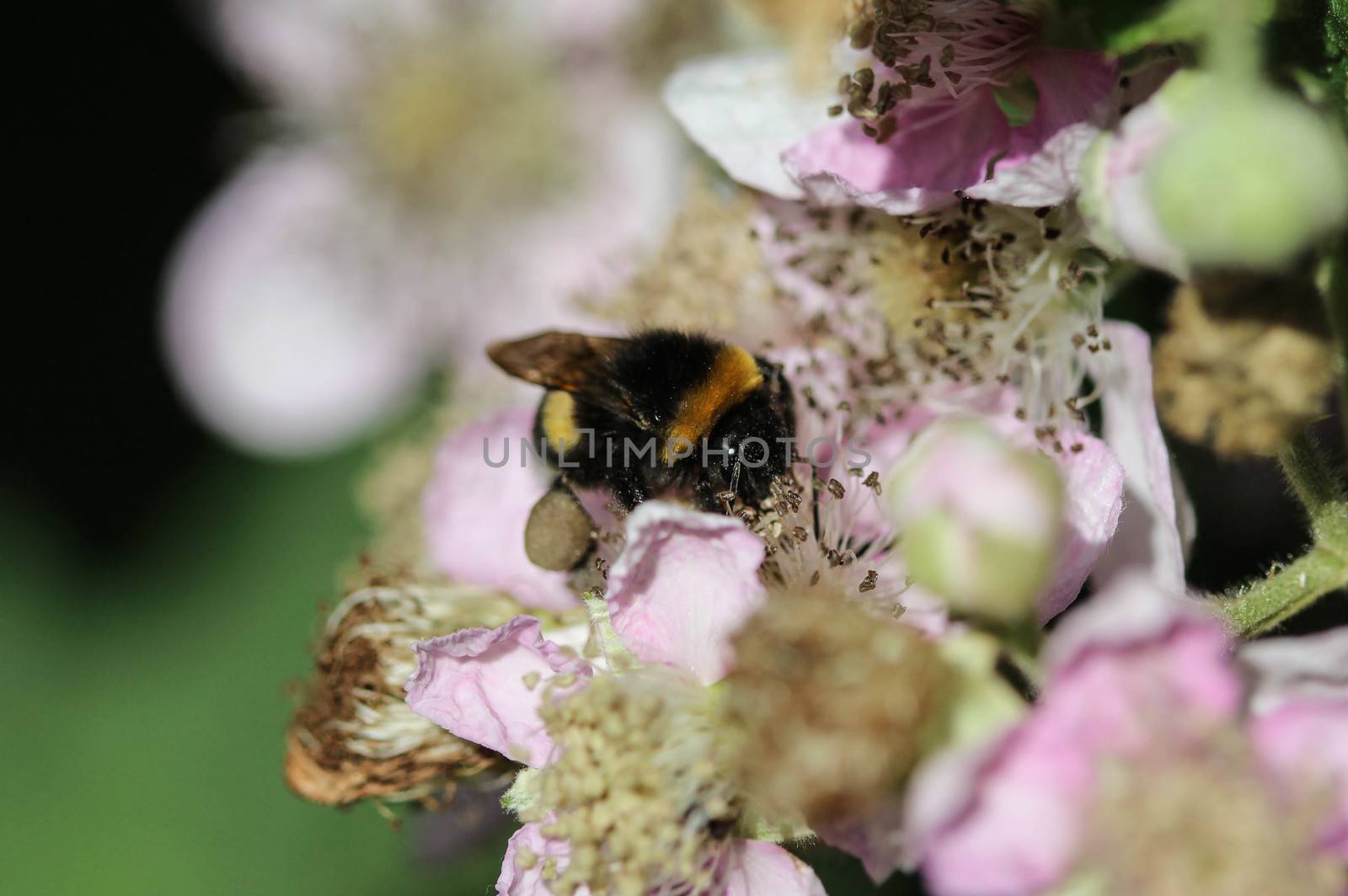 close up of buff tailed bumblebee in garden