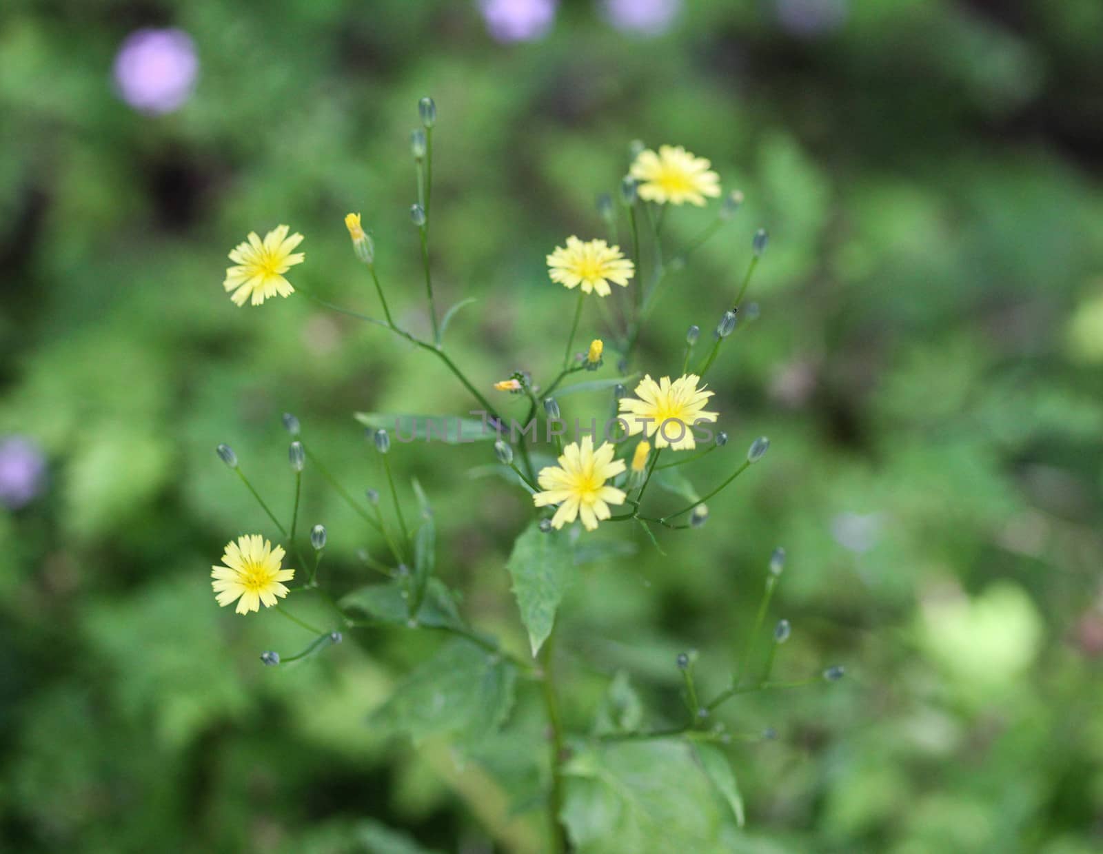 close up of Lapsana communis, the common nipplewort, blooming in spring