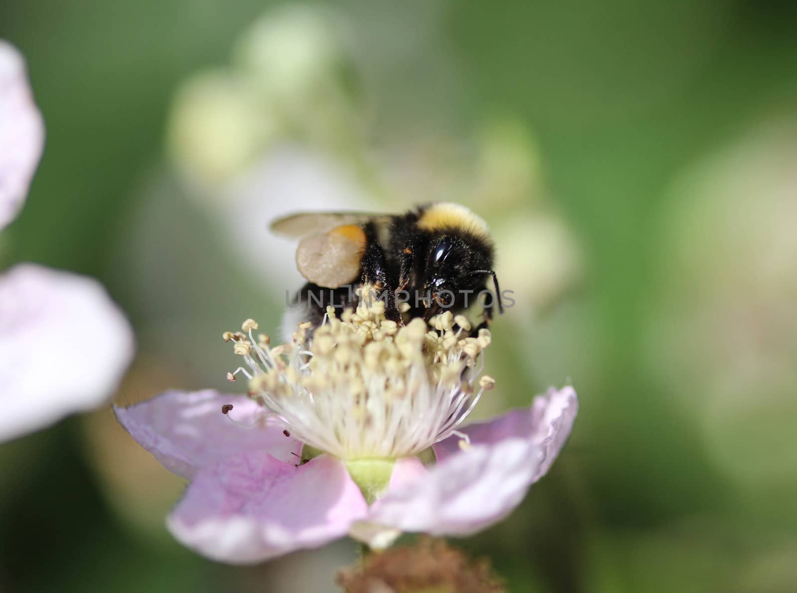 close up of buff tailed bumblebee in garden