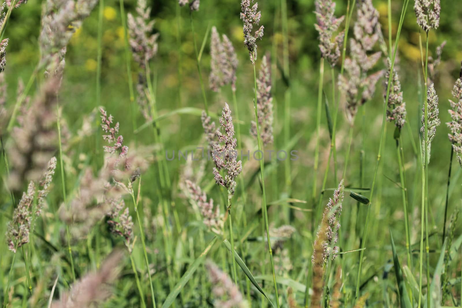 close up of cock's foot grass