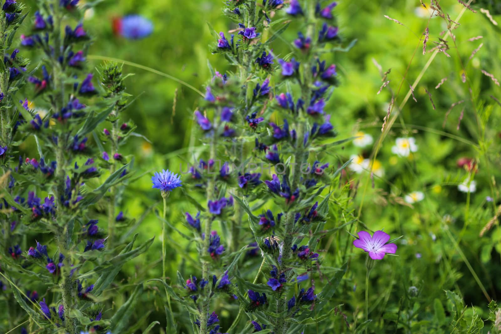 Close up of Echium vulgare flower blooming