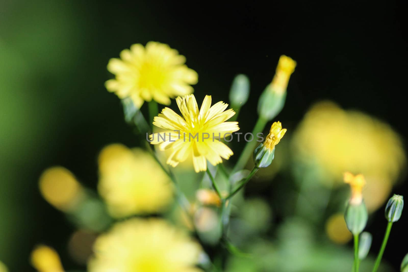 close up of Lapsana communis, the common nipplewort, blooming in spring