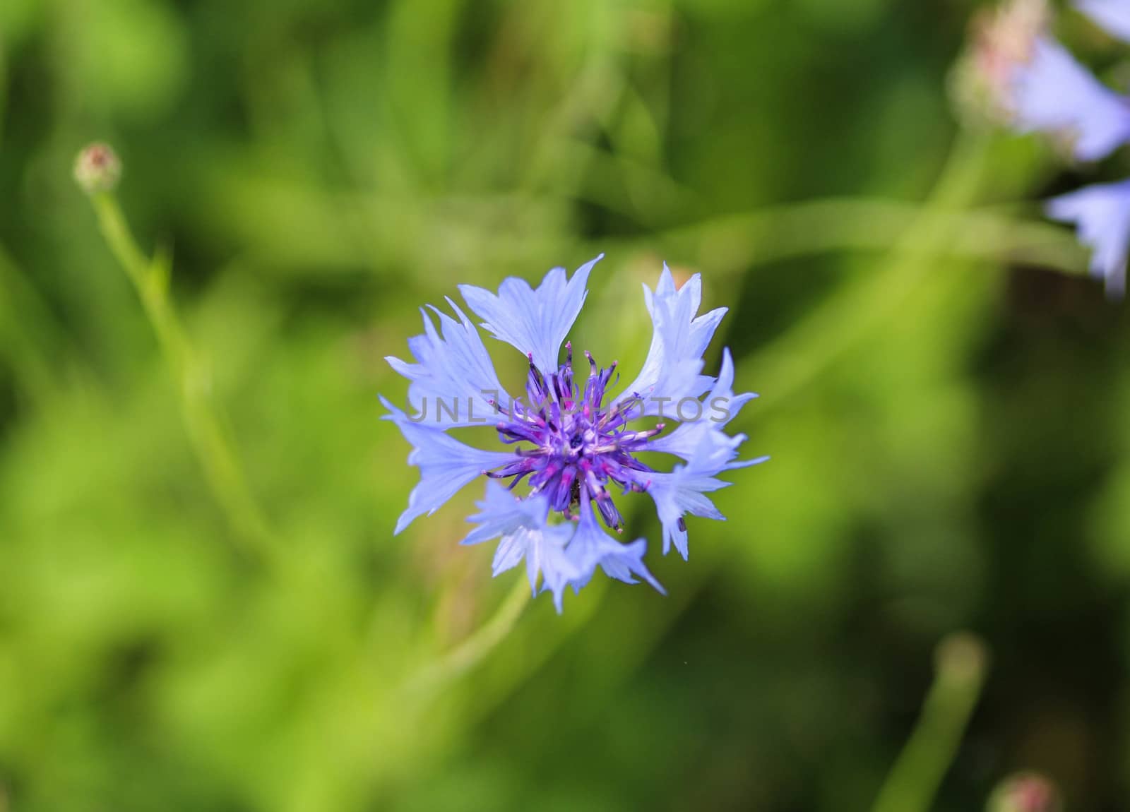close up of Centaurea cyanus blooming