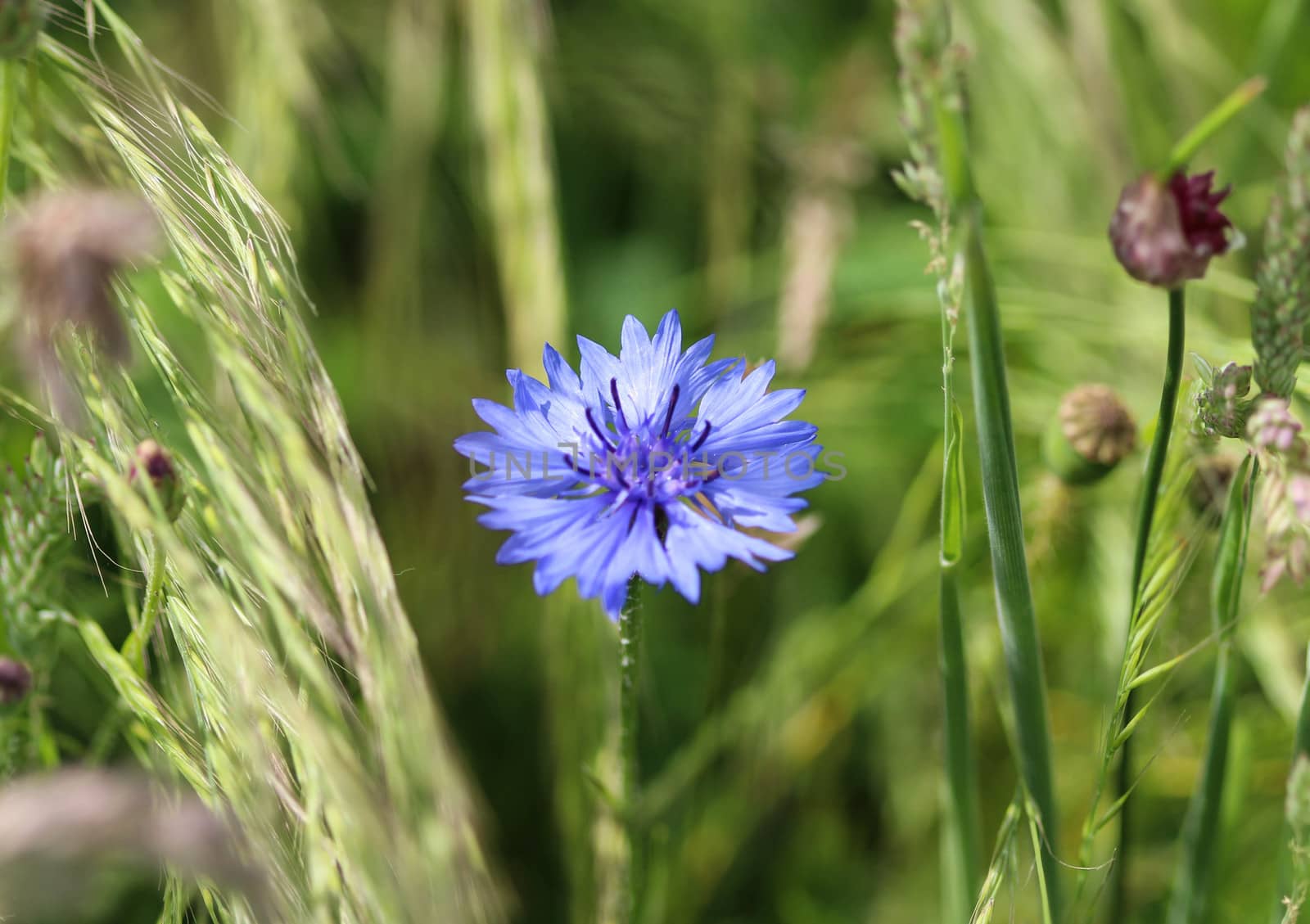 close up of Centaurea cyanus blooming