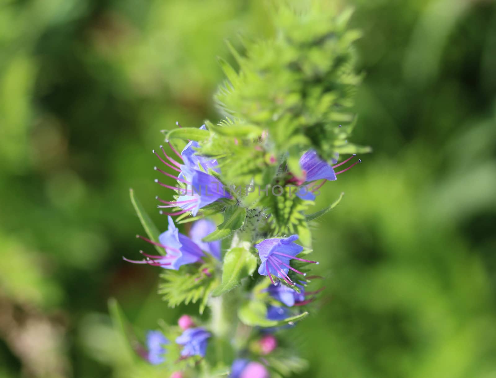 Close up of Echium vulgare flower blooming