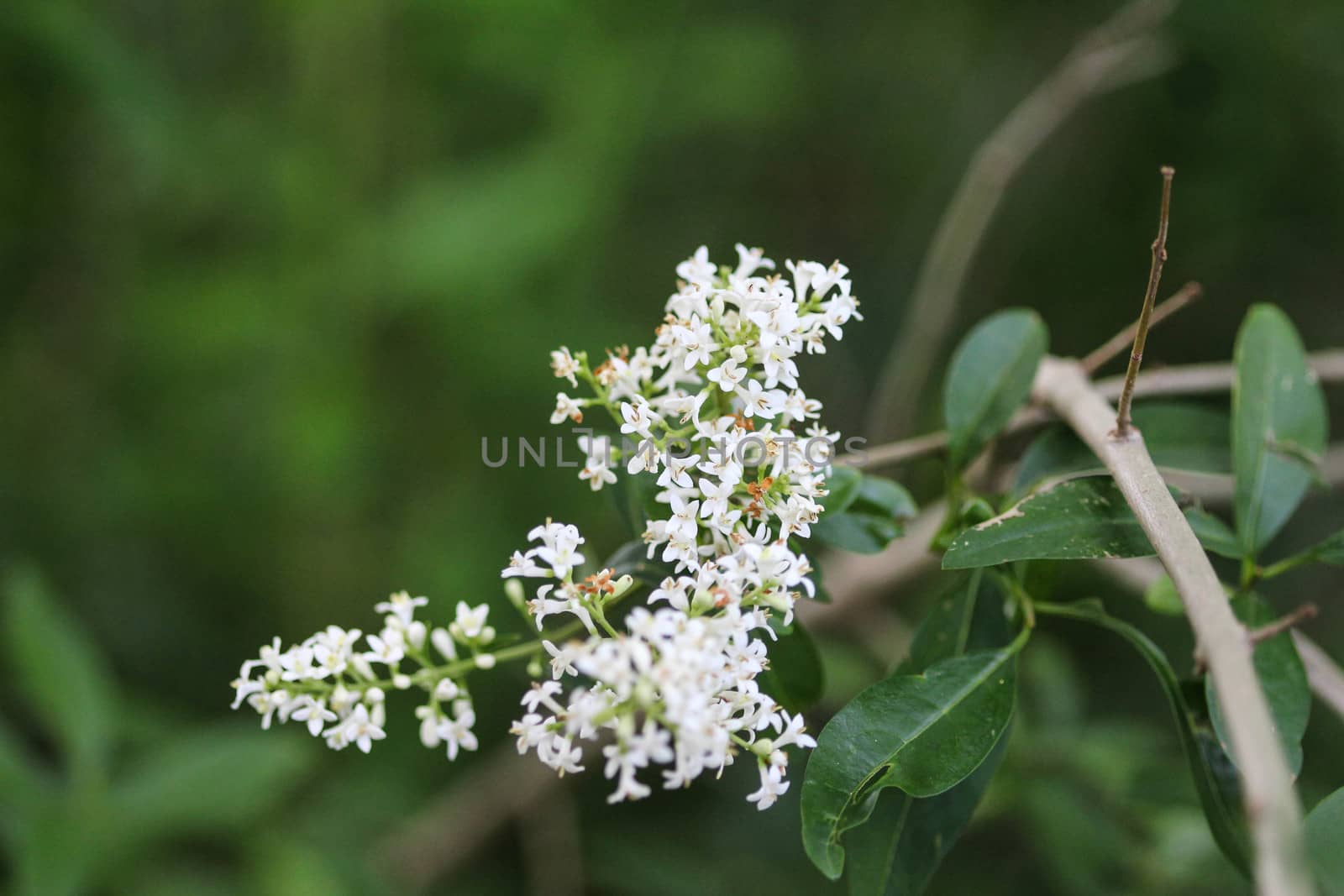 close up of Ligustrum vulgare flower