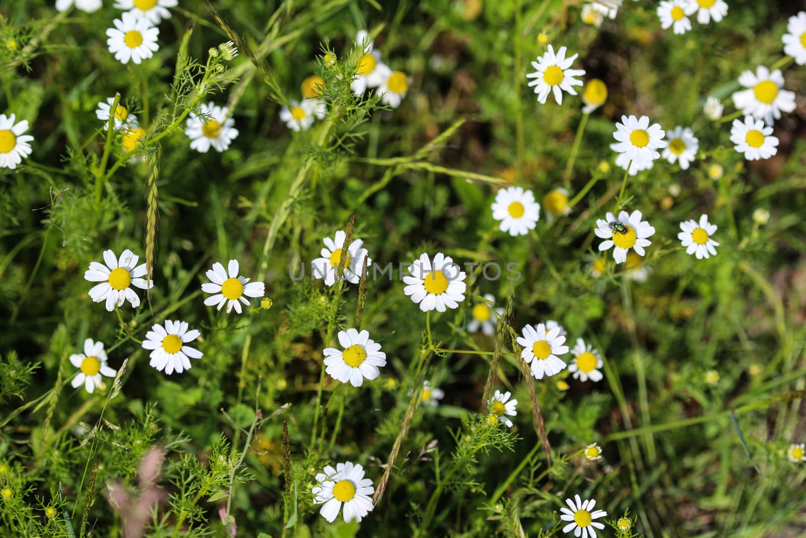 close up of chamomile flower