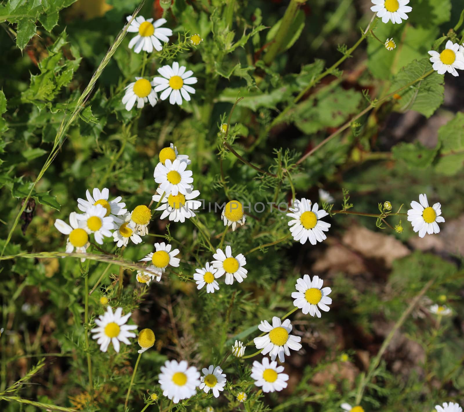 close up of chamomile flower