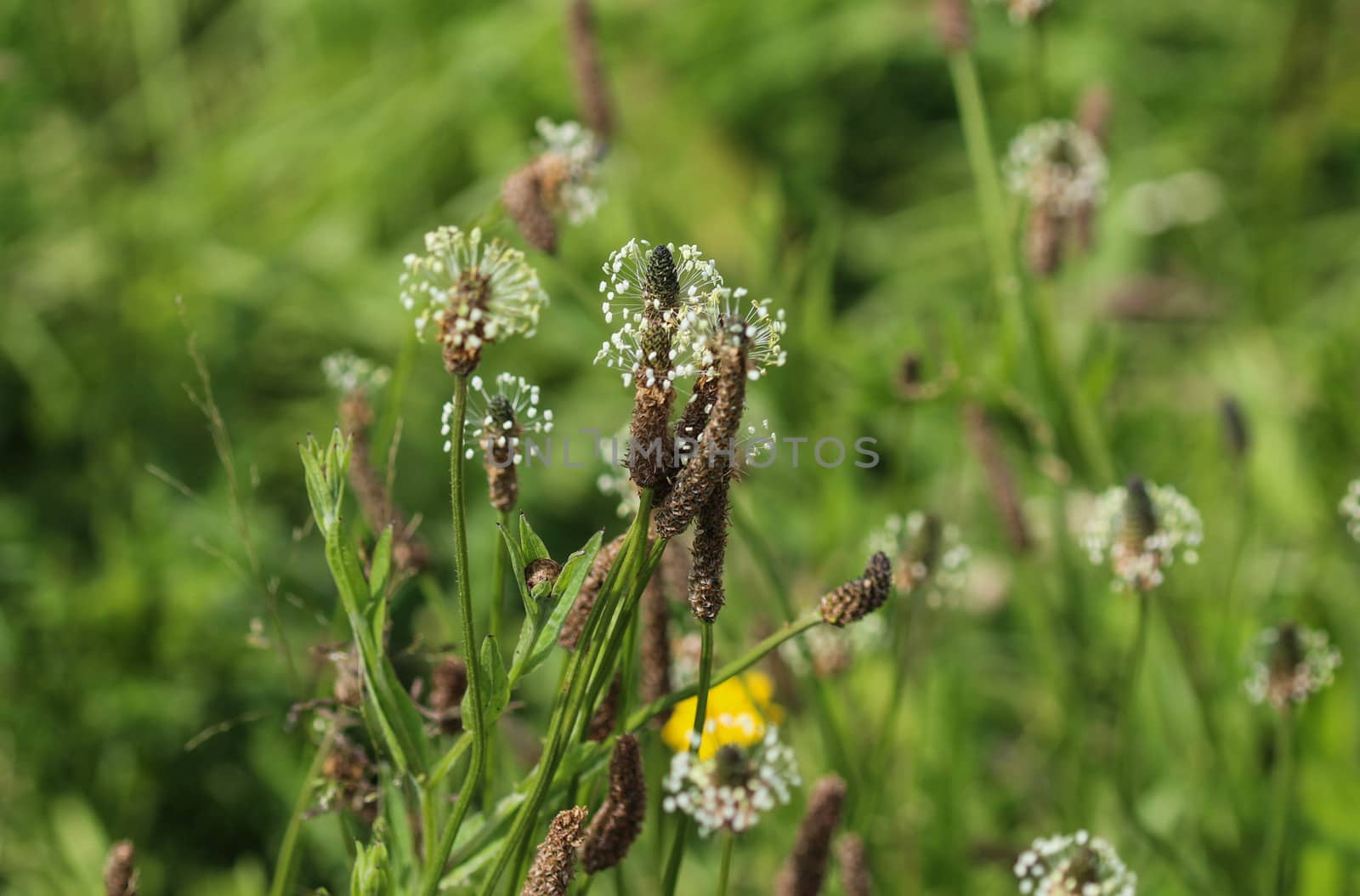 Close up of ribwort plantain in field