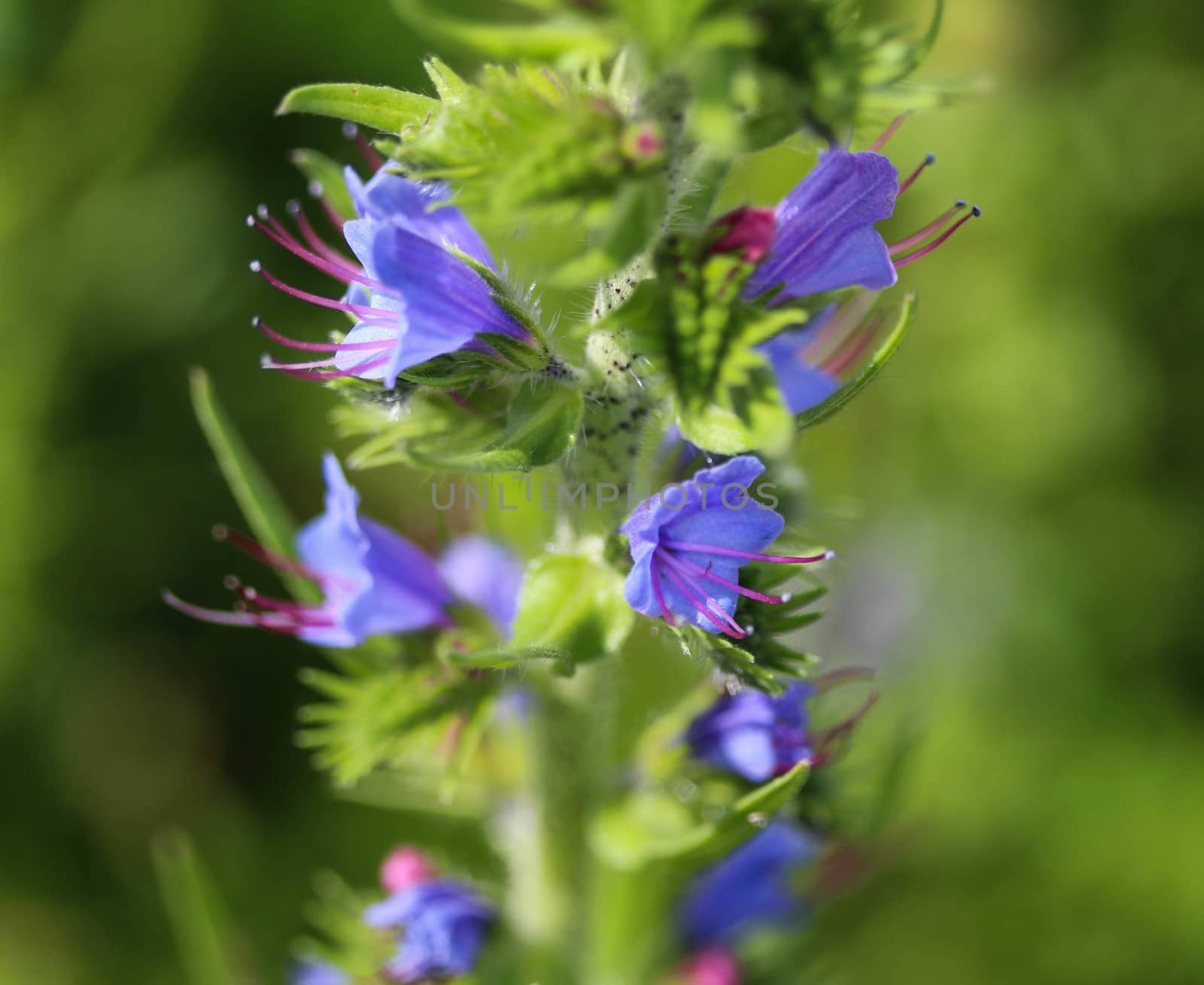 Close up of Echium vulgare flower blooming