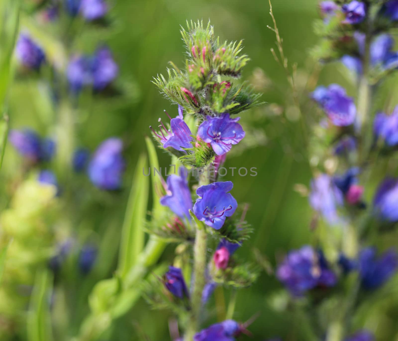 Close up of Echium vulgare flower blooming