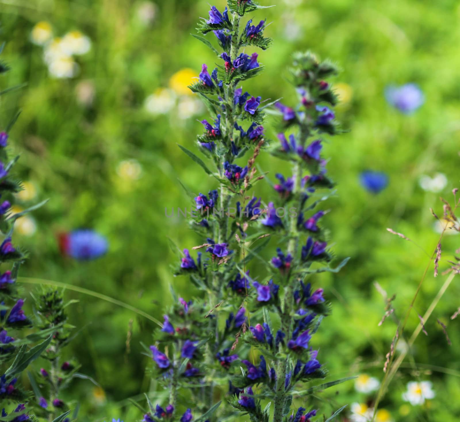 Close up of Echium vulgare flower blooming