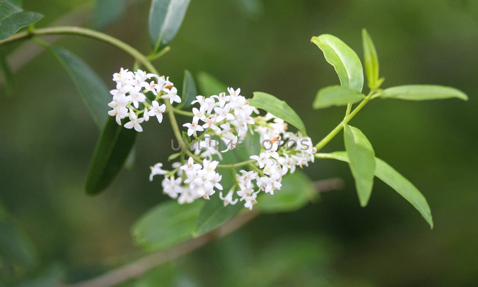 close up of Ligustrum vulgare flower