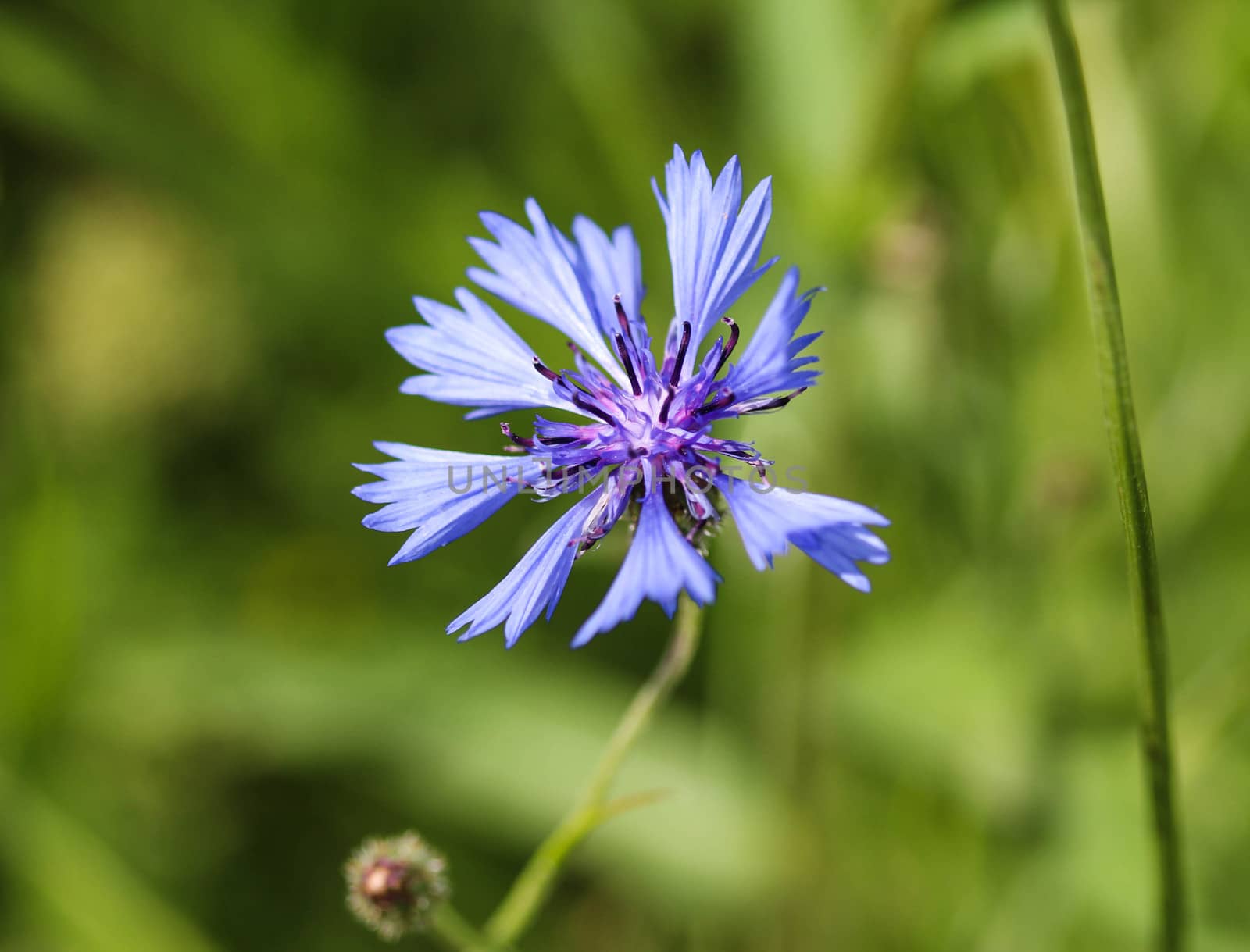 close up of Centaurea cyanus blooming