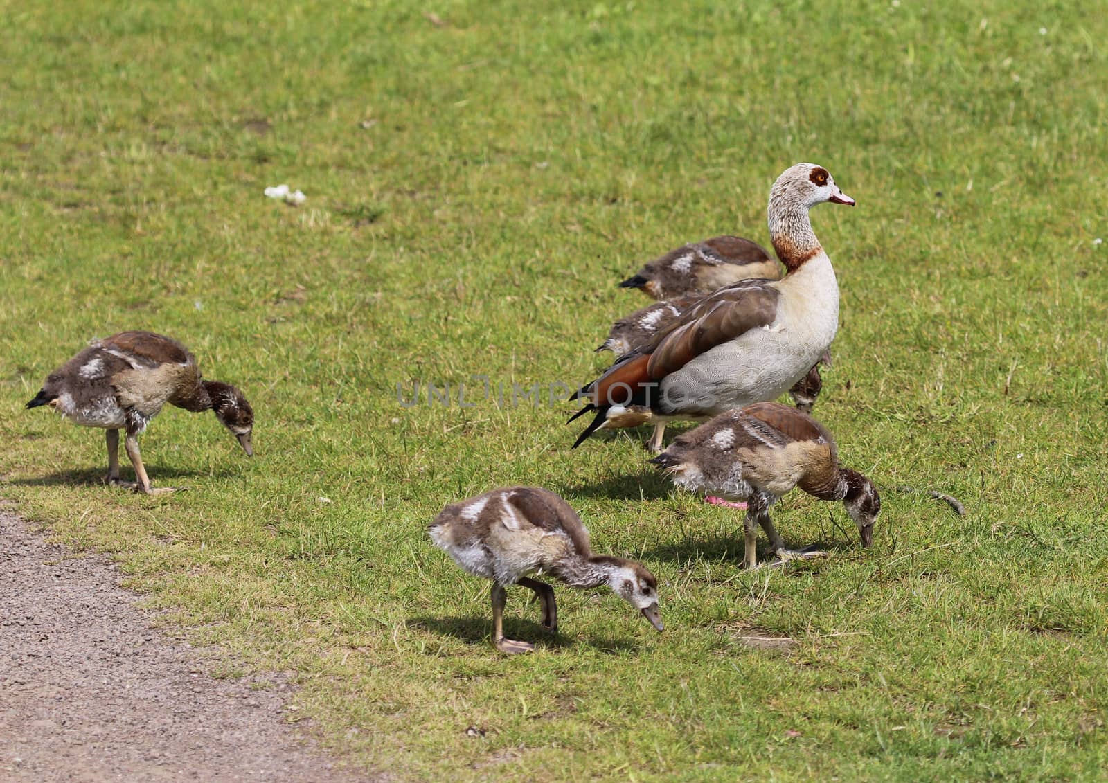 close up of Egyptian goose chicks