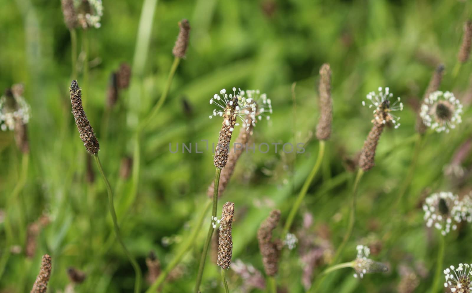 Close up of ribwort plantain in field