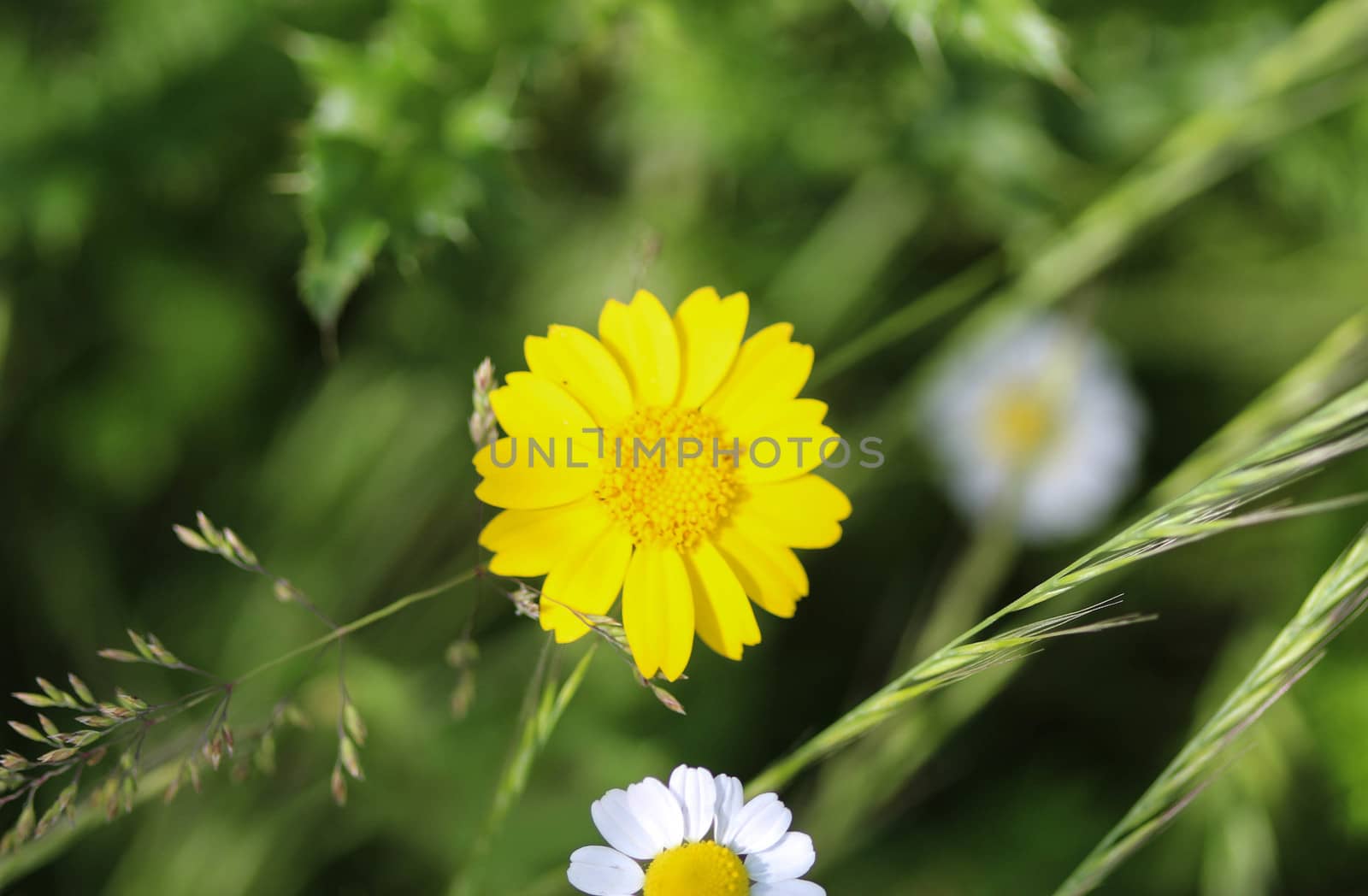 close up of corn marigold