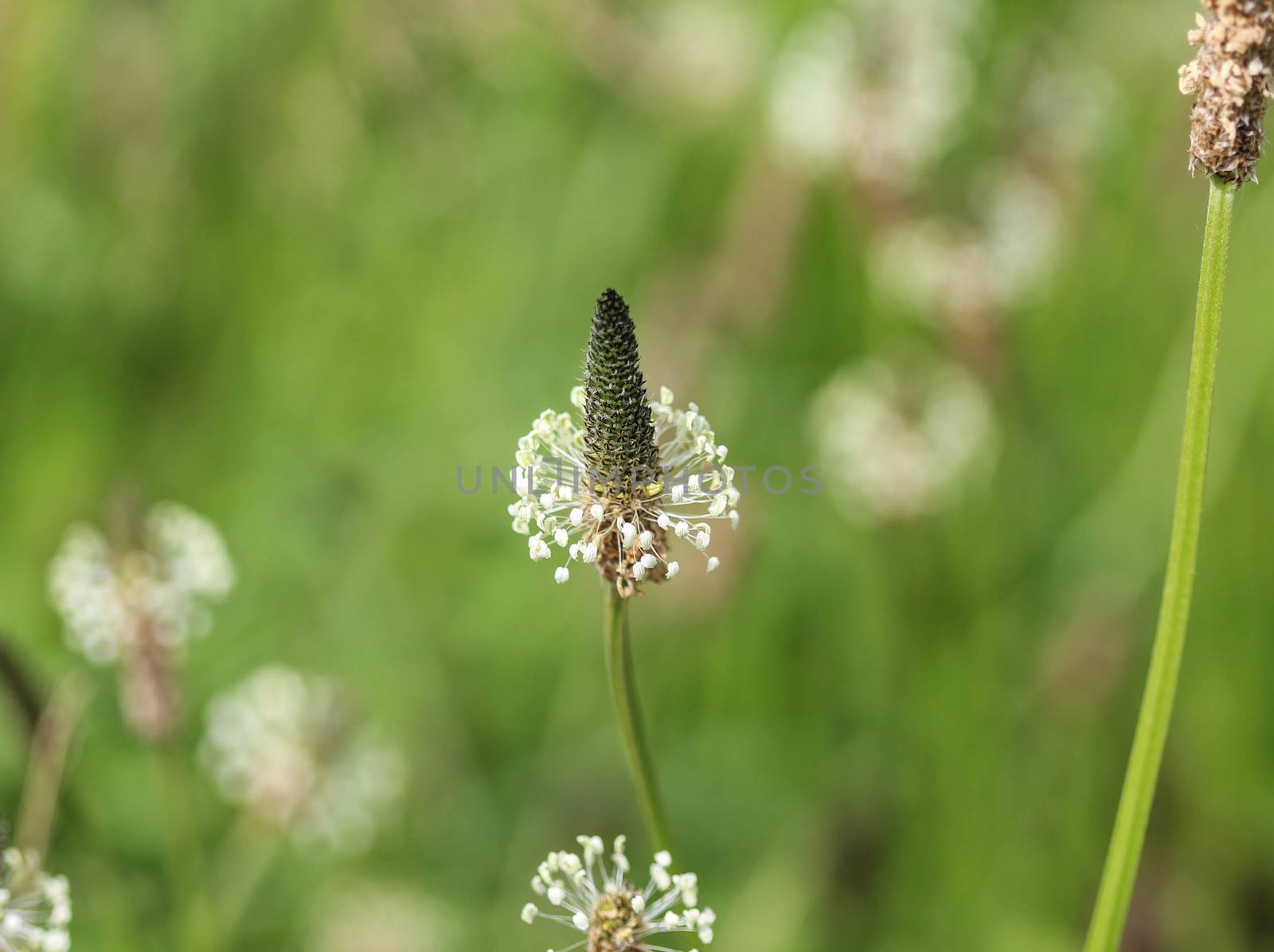 Close up of ribwort plantain in field