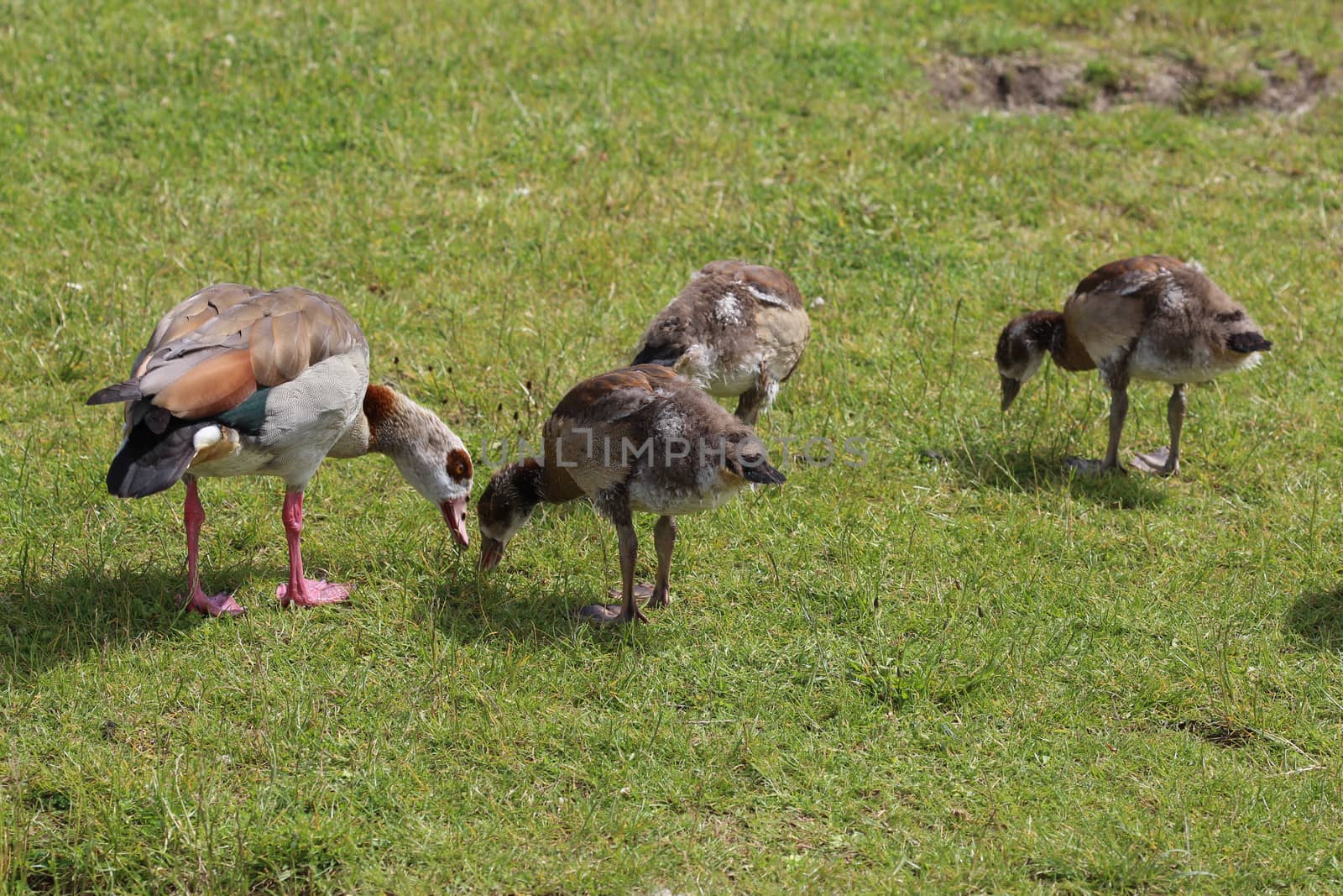 close up of Egyptian goose chicks