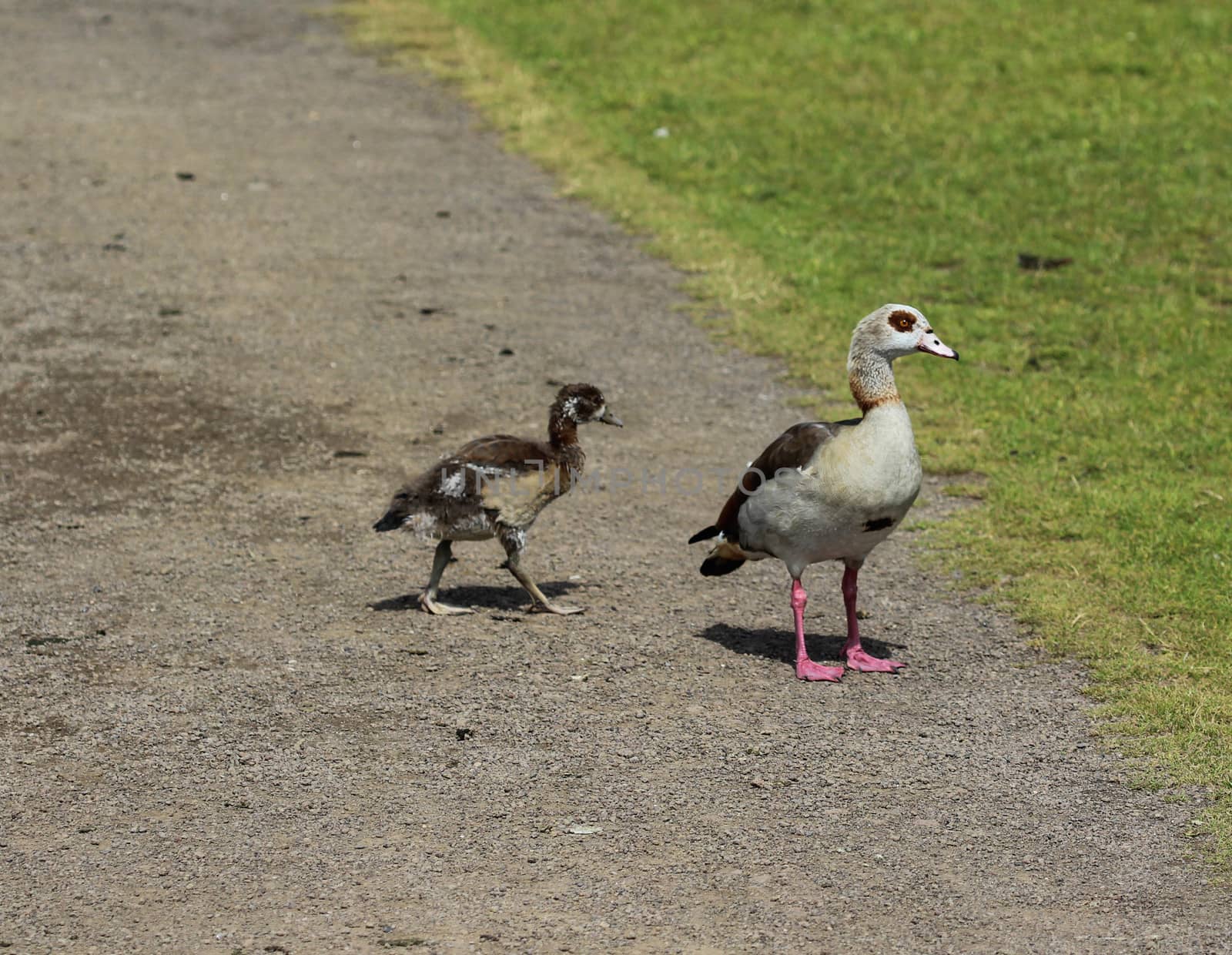 close up of Egyptian goose chicks