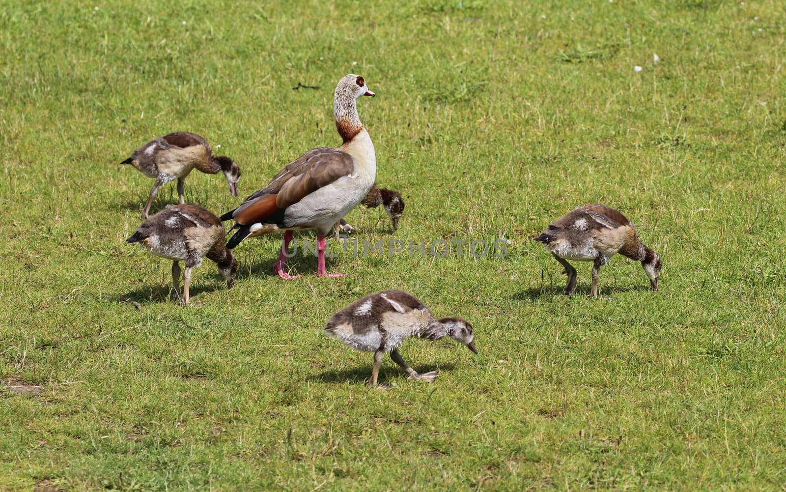 close up of Egyptian goose chicks