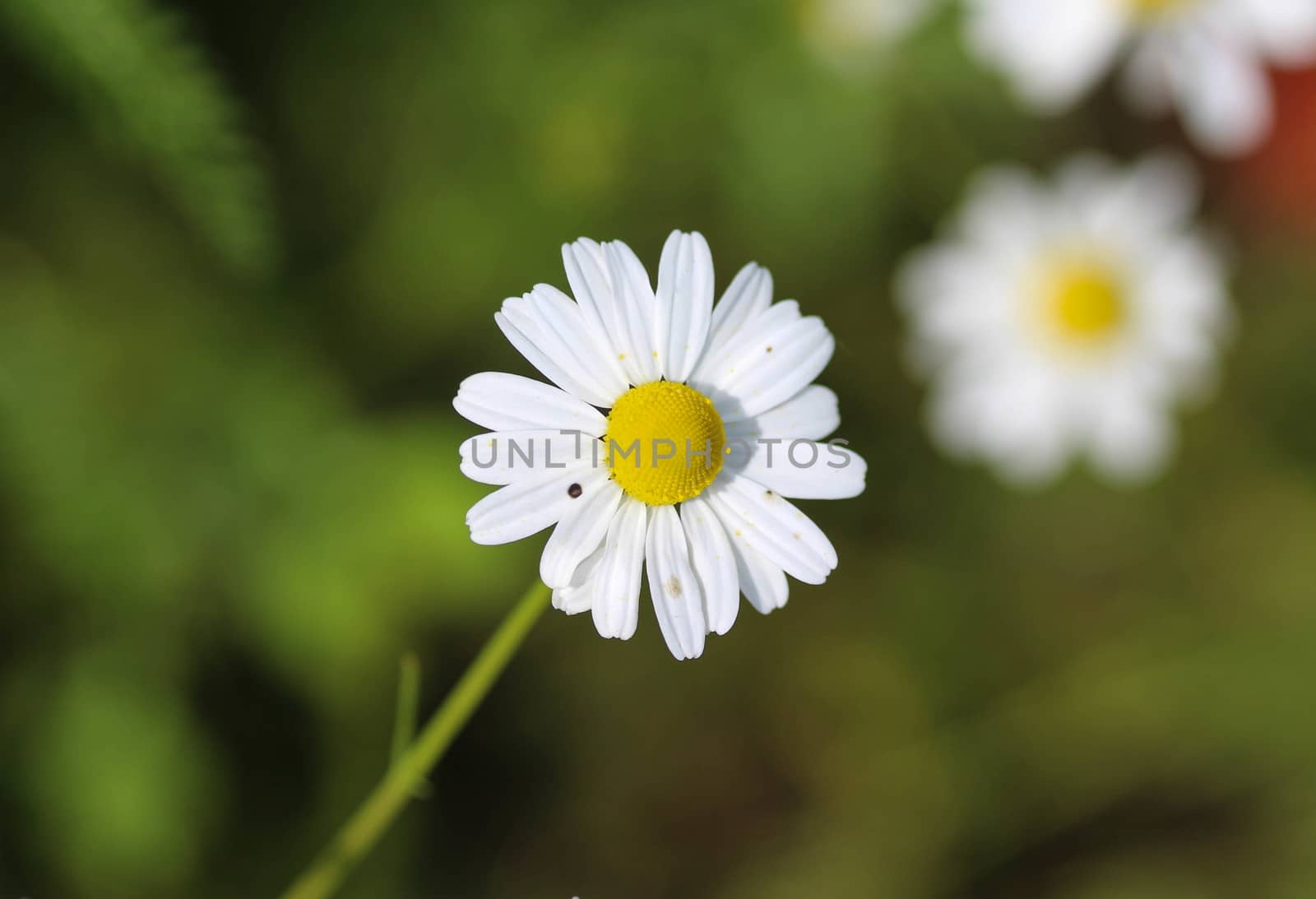 close up of chamomile flower