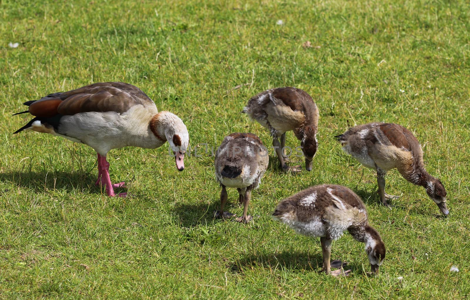 close up of Egyptian goose chicks