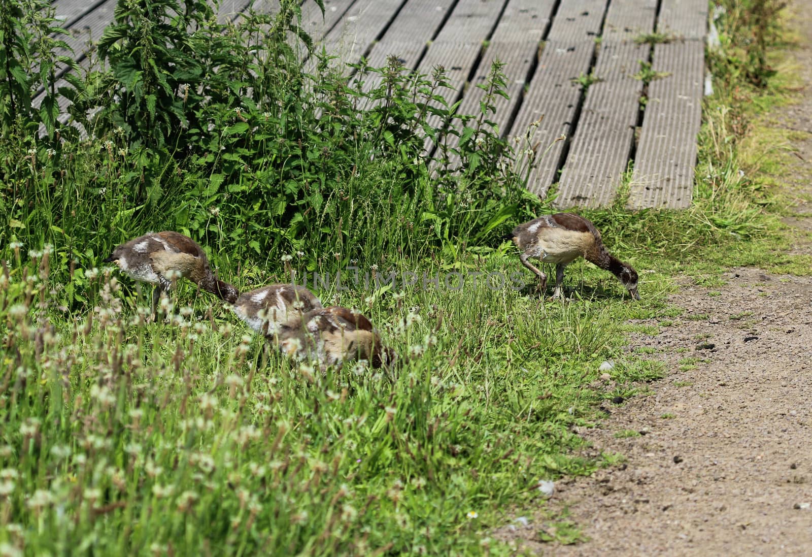 close up of Egyptian goose chicks