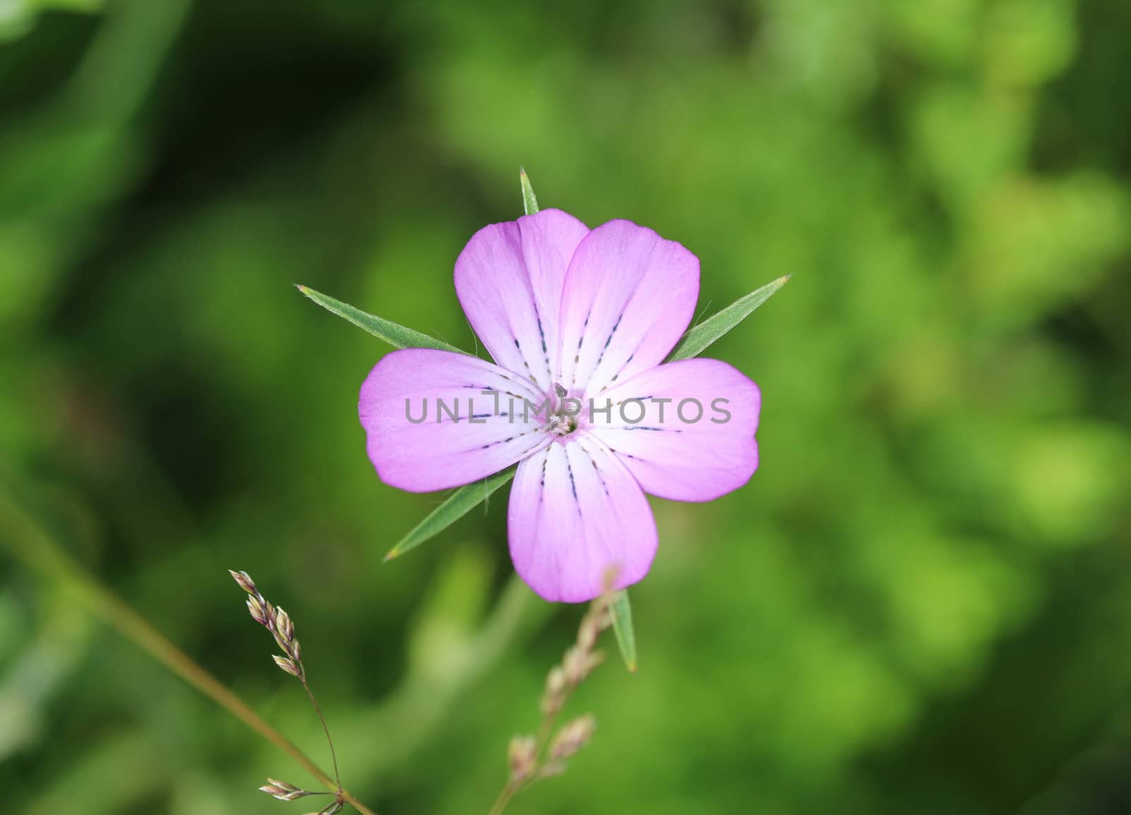 close up of corn-cockle flower