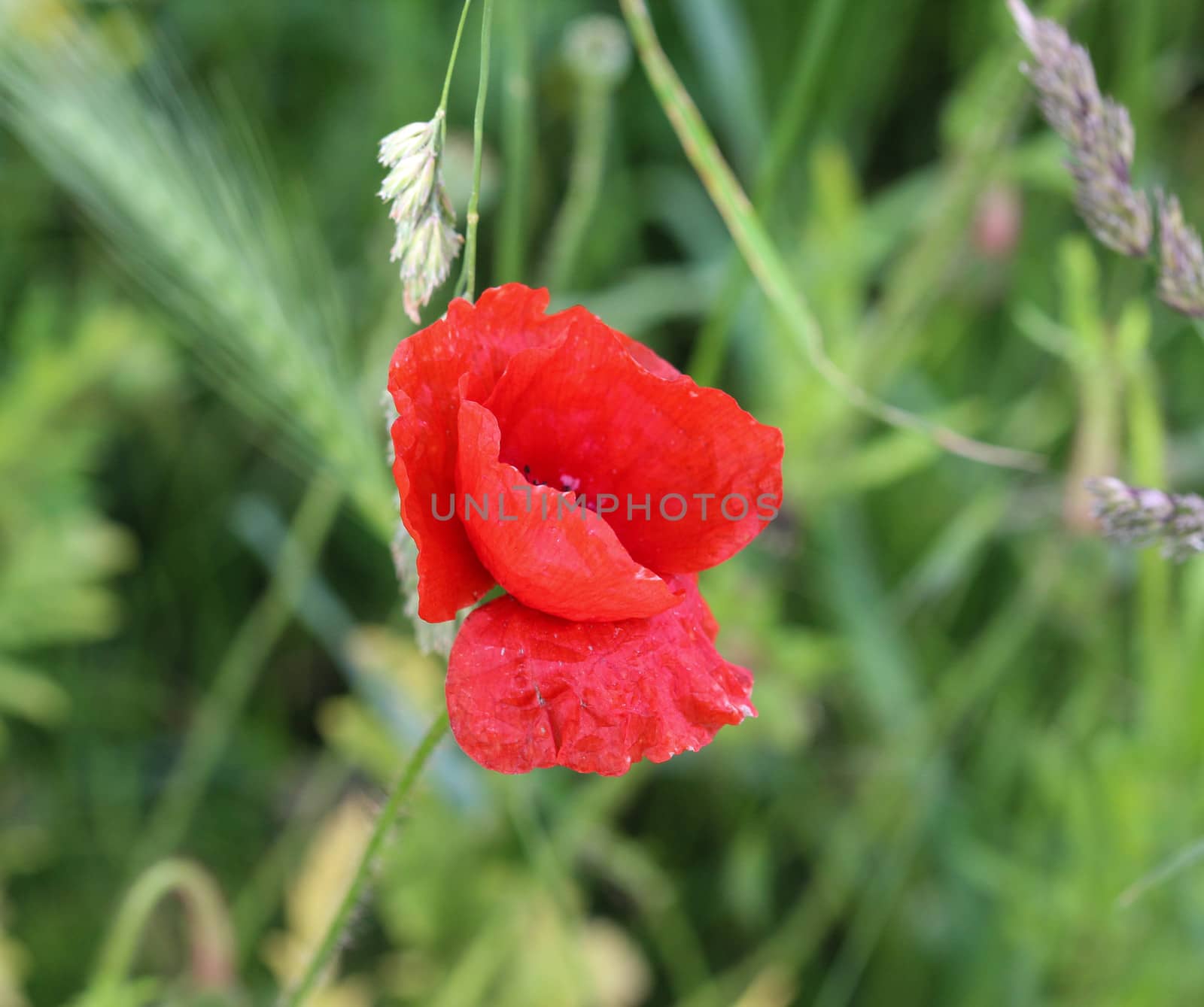 close up of long headed popp blooming
