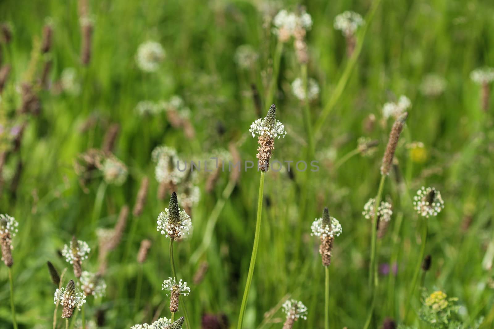 Close up of ribwort plantain in field