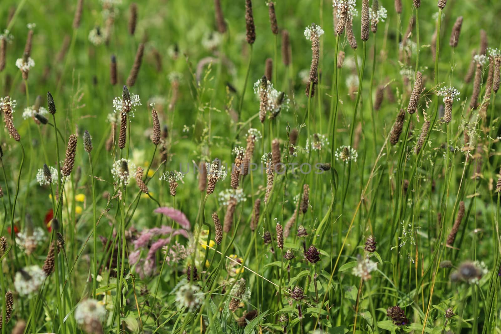Close up of ribwort plantain in field