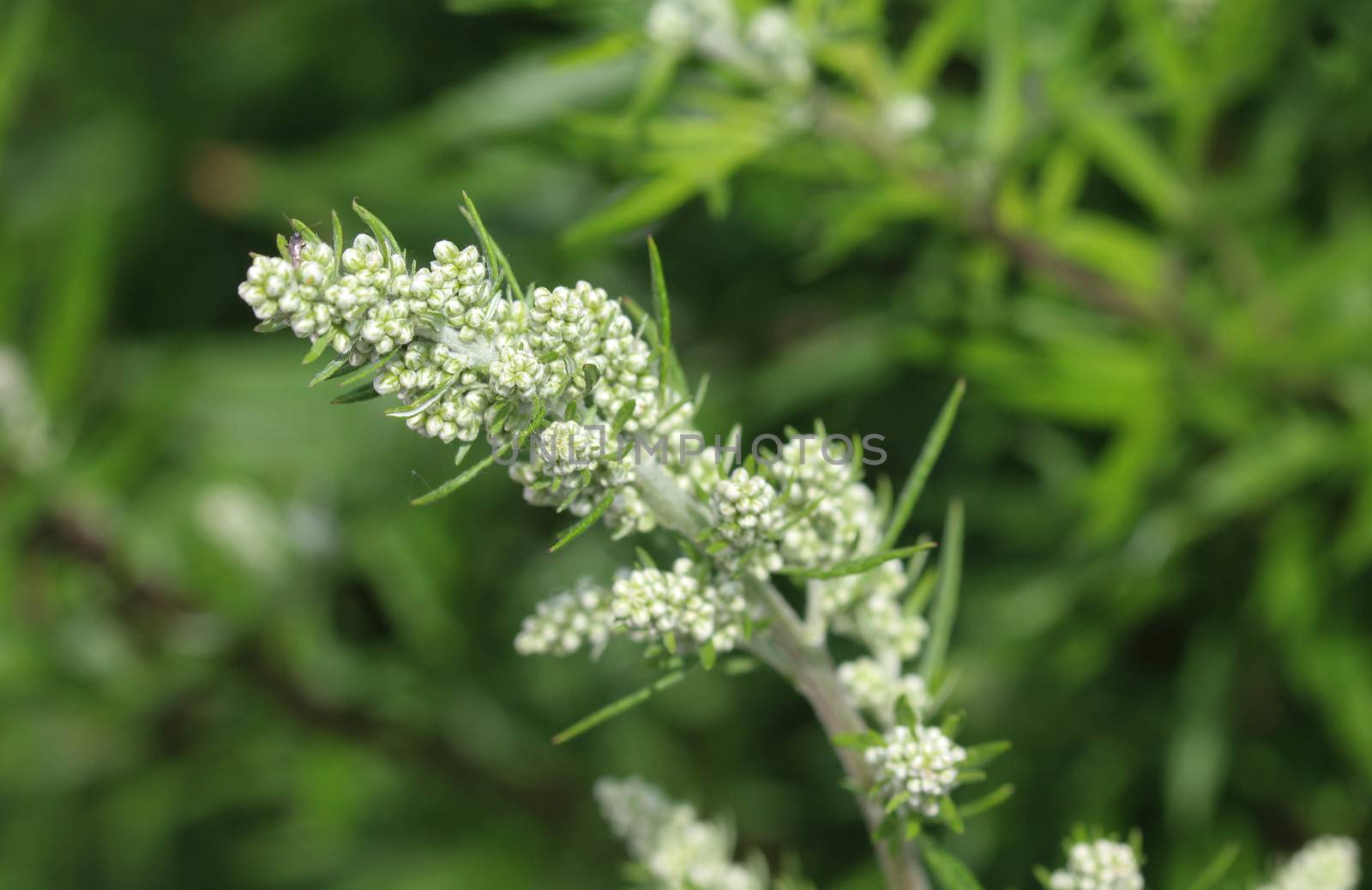 close up of Artemisia vulgaris flower blooming