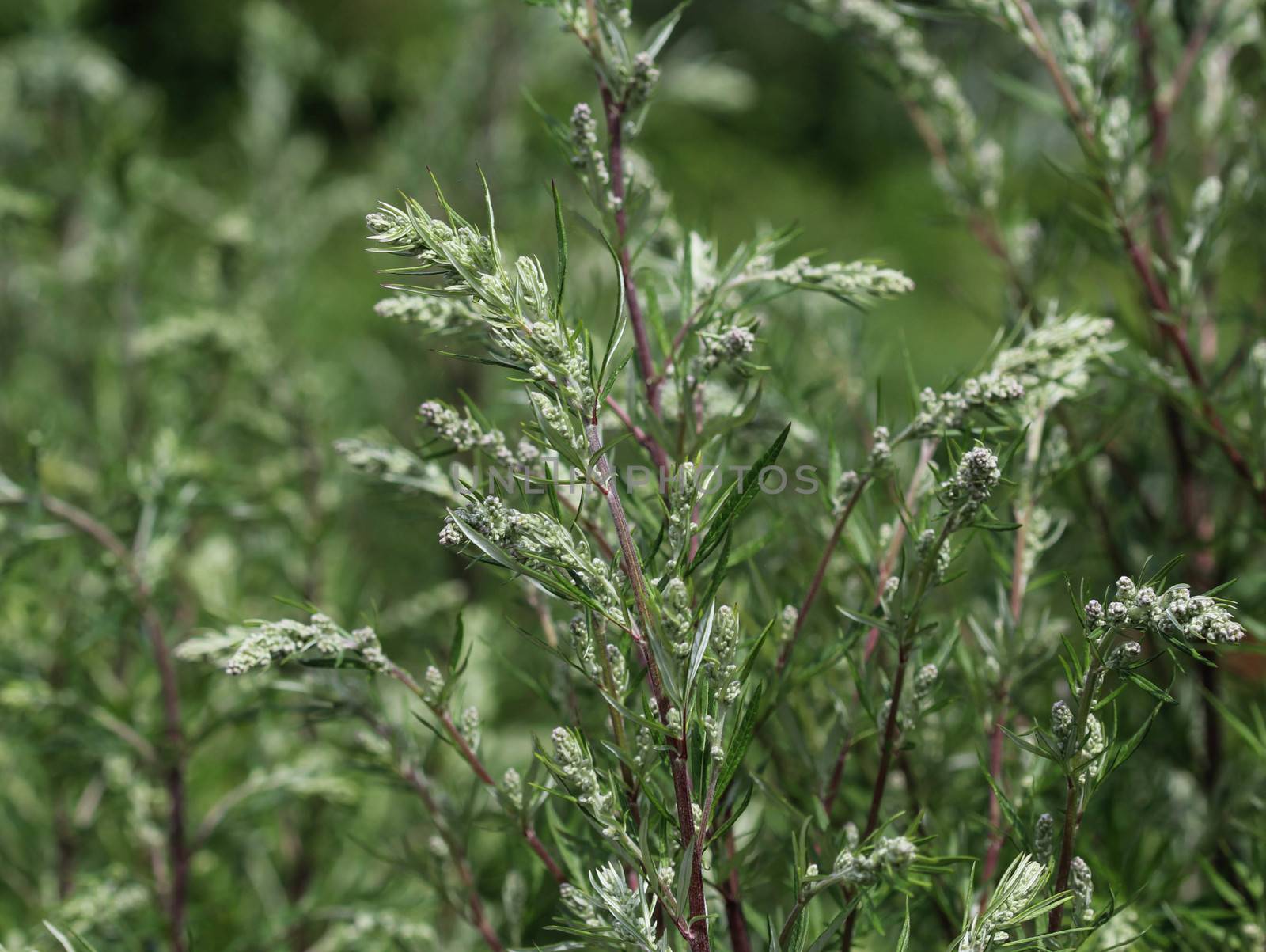 close up of Artemisia vulgaris flower blooming