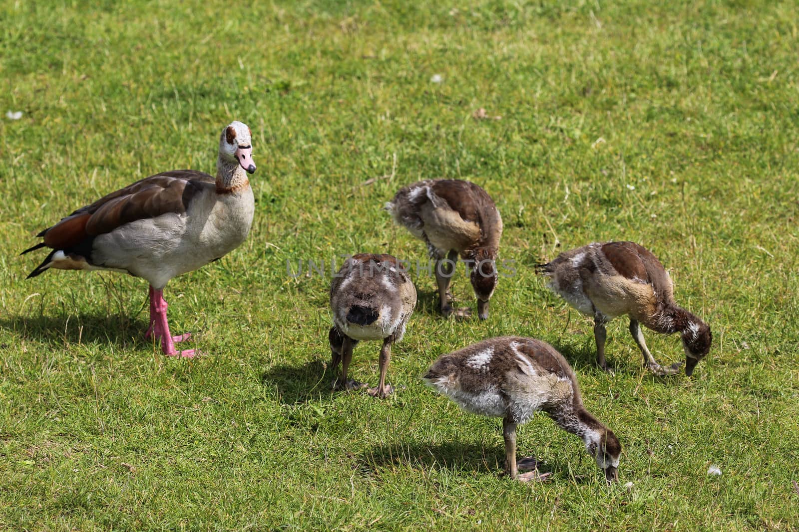 close up of Egyptian goose chicks