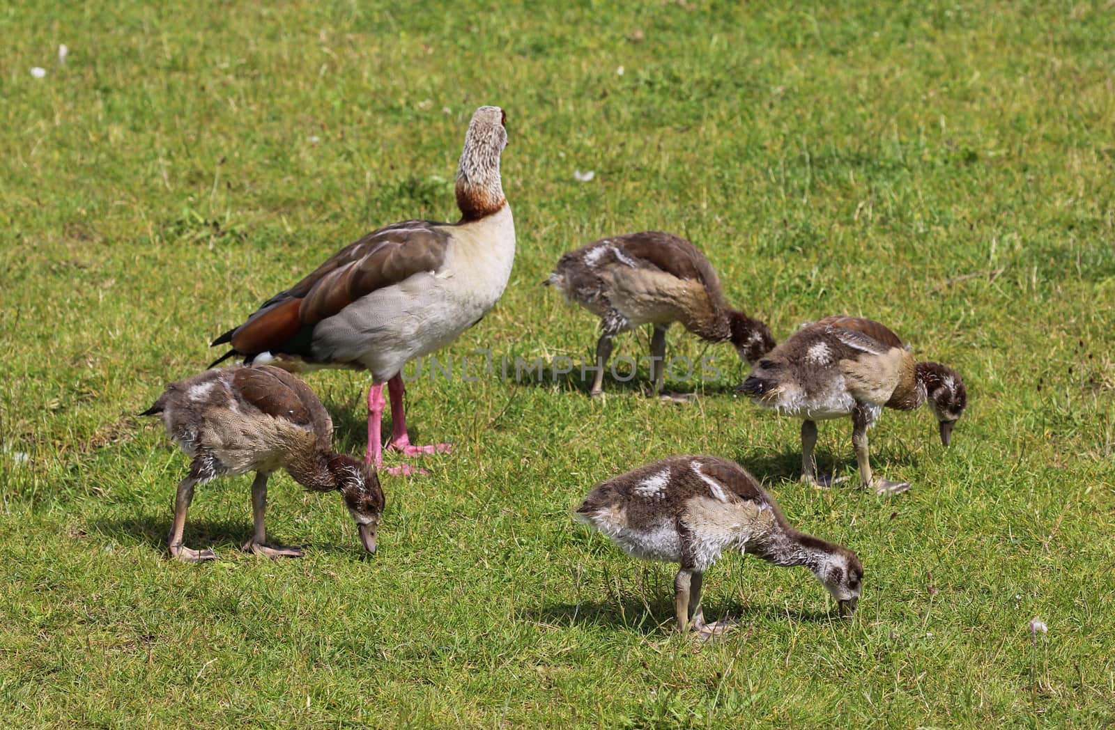 close up of Egyptian goose chicks