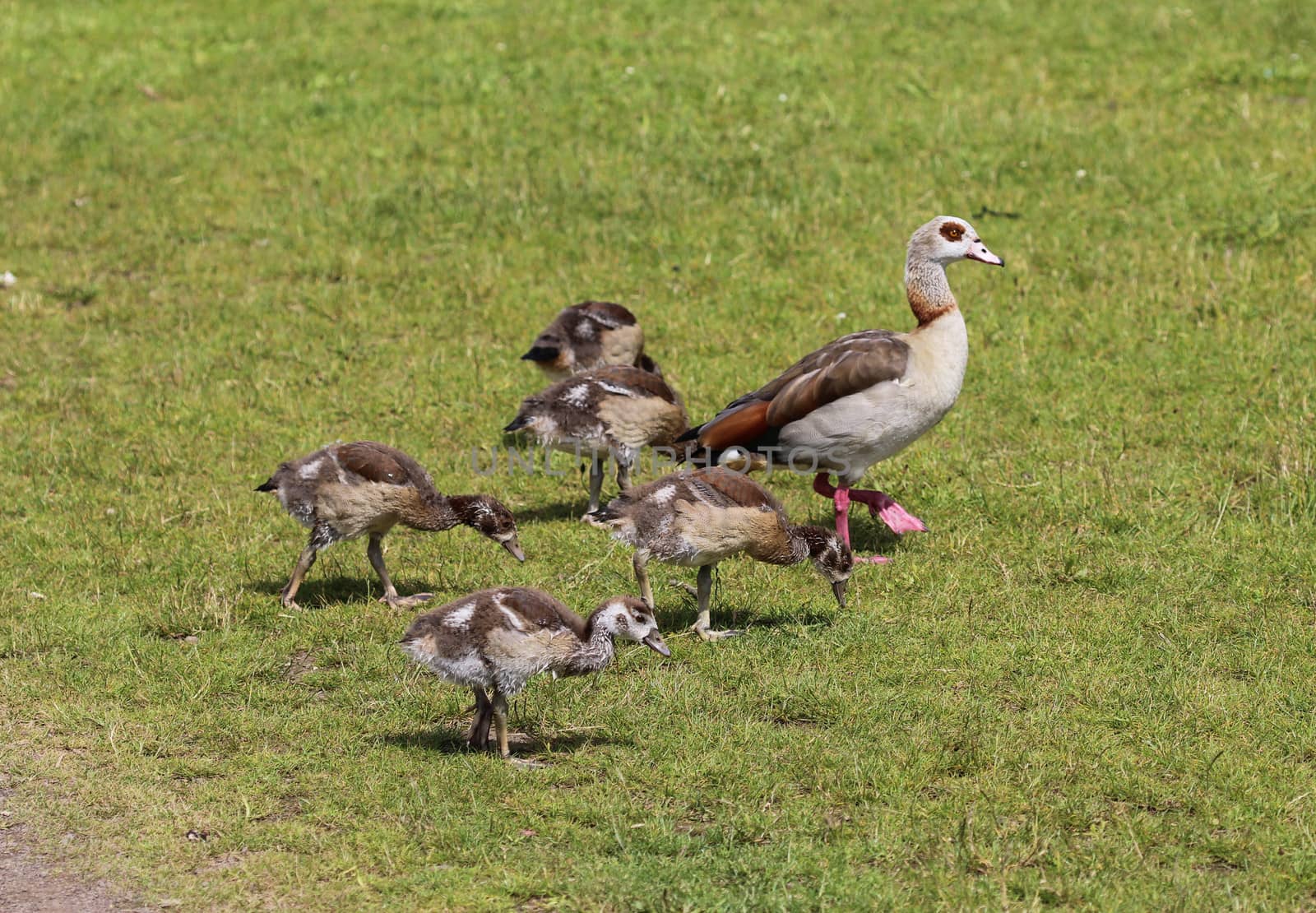 close up of Egyptian goose chicks