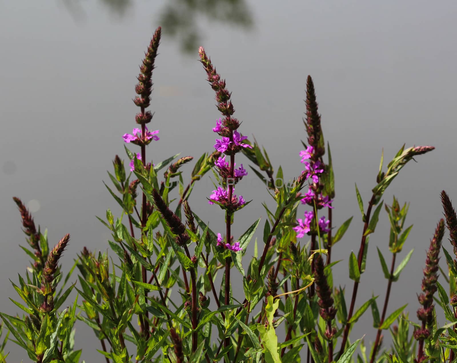 close up of purple loosestrife blooming close to the water