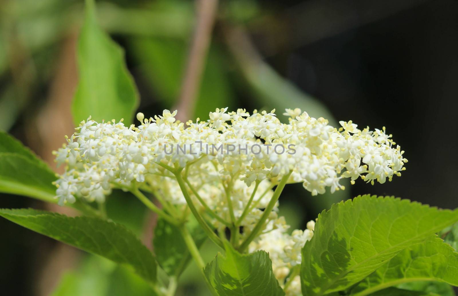 close up of Sambucus flower bush, also known as elder, elderberry, black elder, European elder, European elderberry and European black elderberry. Blooming during spring